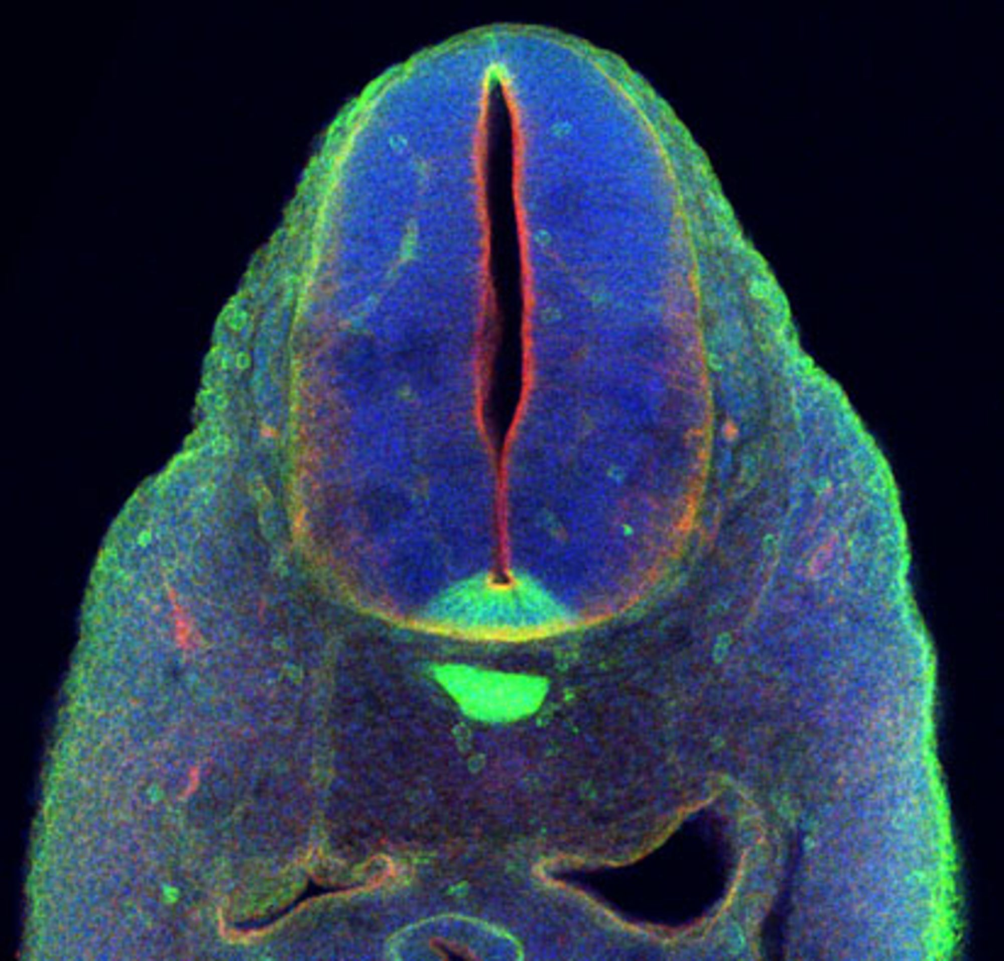 This is a section from an ~E9.0 neural tube showing the expression domain of SHH (green) in the notochord and neural tube floor plate. SHH signals in a ventral to dorsal trajectory to instruct ventral cell fates.