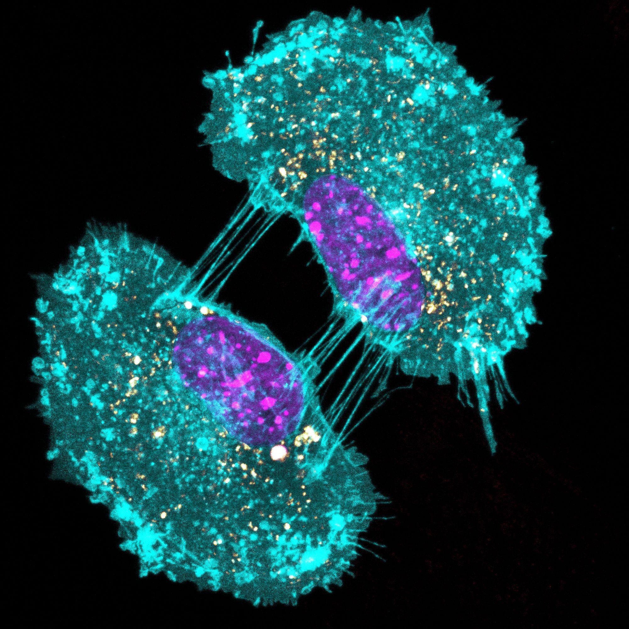 MEFs with pHluorin-GPI in cyan, the morphogen Sonic Hedgehog in gold and nuclei marked in magenta.