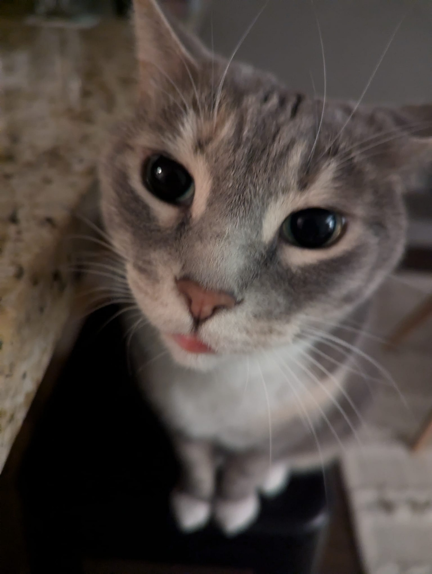 My tabby Lua Lipa and her evening black orbs looking in camera from her stool demanding chicken