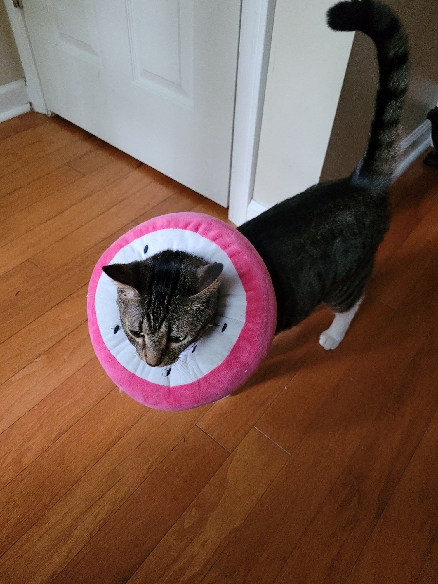 A grey tabby cat in a donut-style soft collar that looks like a slice of pink dragon fruit.