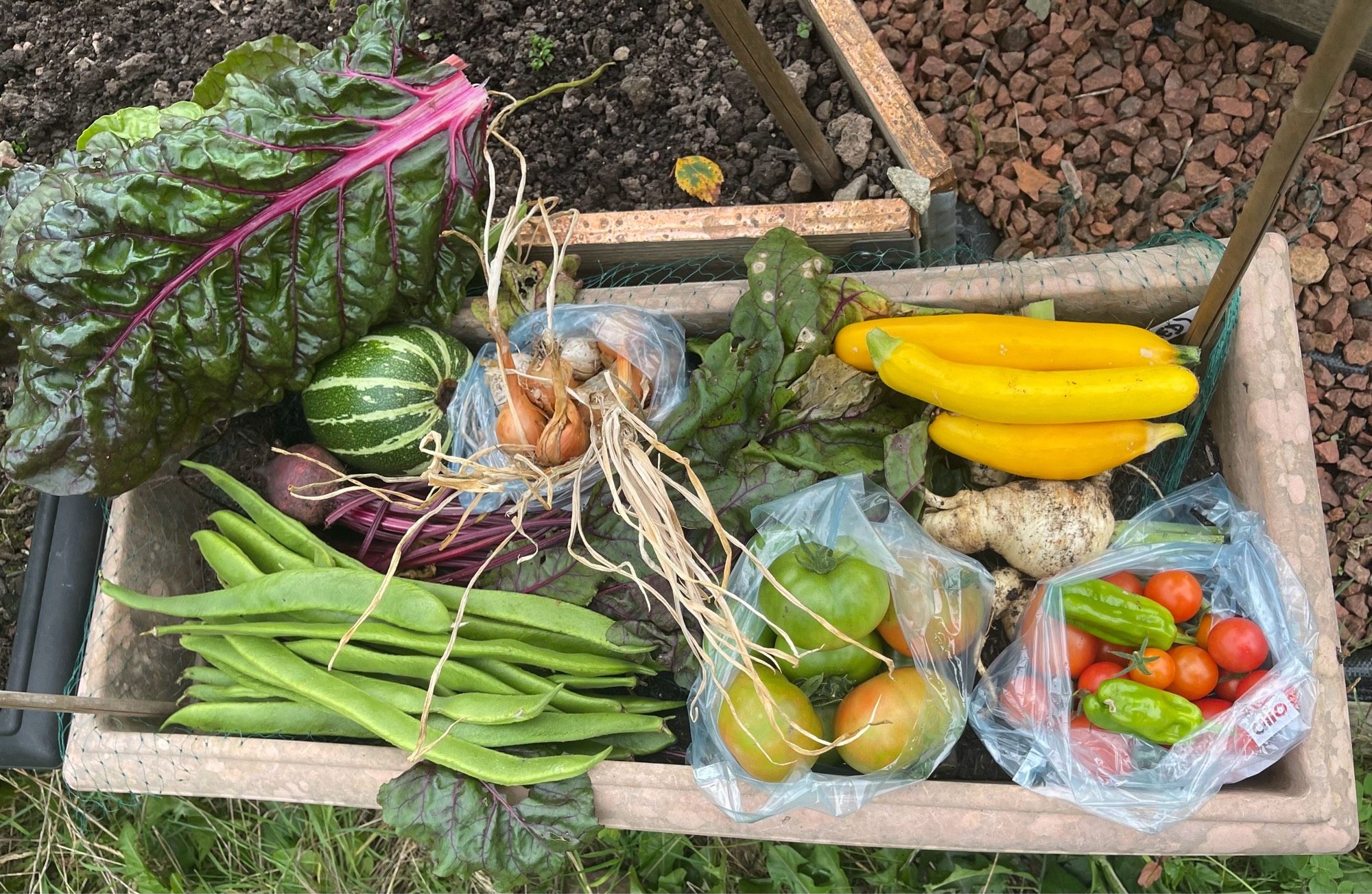 Selection of vegetable produce from the allotment. Swiss chard, marrow, shallots, garlic, courgettes, beetroot, runner beans, peppers, parsnips and tomatoes.