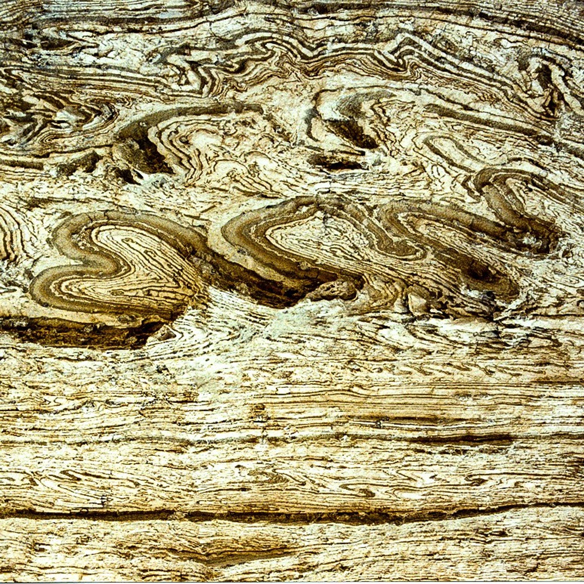 Alternating white, gypsiferous (summer) and light grey, siltier (winter) varved sediments. Lower part and extreme top of image shows mostly parallel undisturbed varves. Upper half of image shows a series of tight folds with a strong vergence to the left.