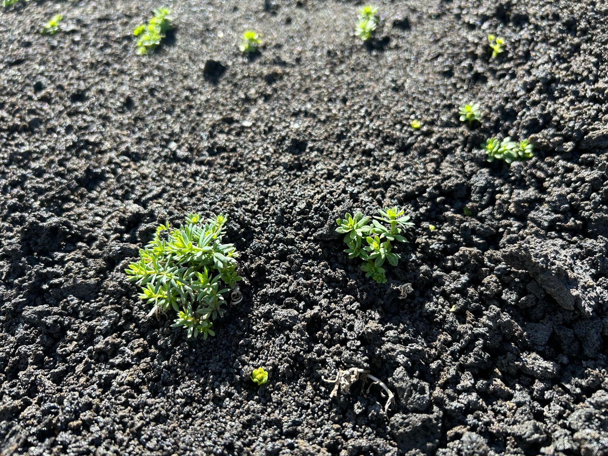 Small plants colonising the black scoria.