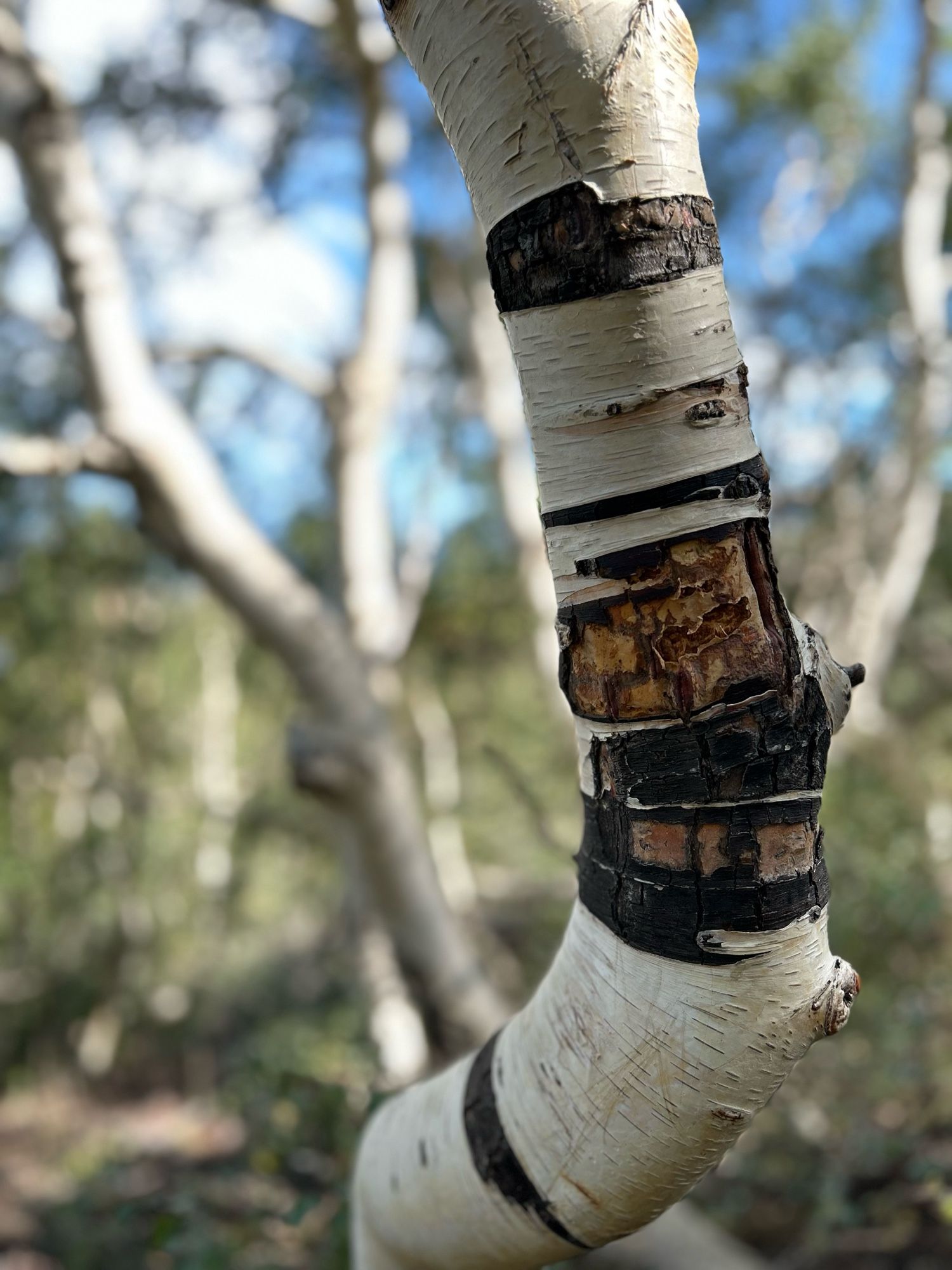 A close up shot of a thin trunk of Etna birch with damaged areas standing out black against the white bark.