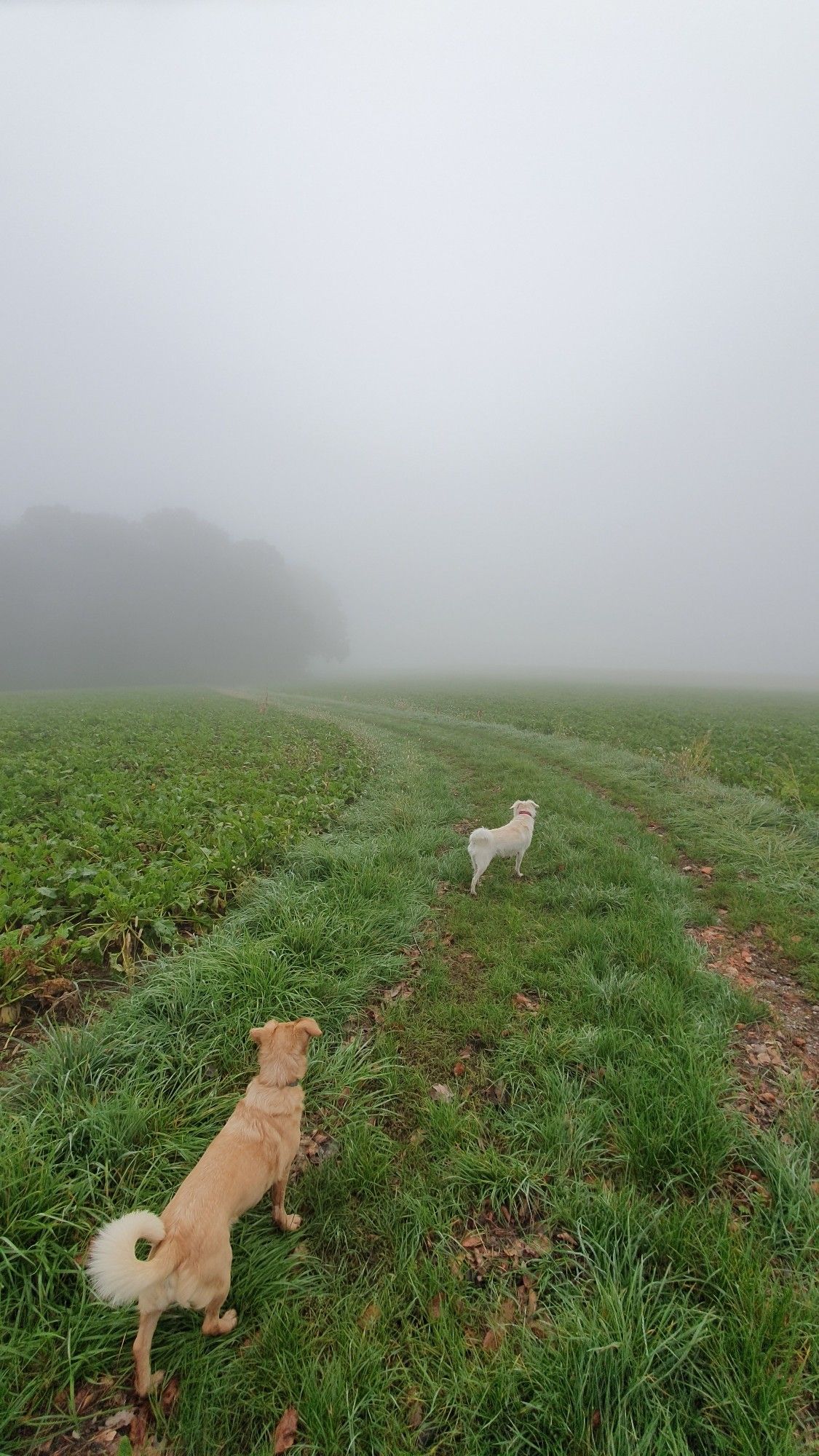 Zwei Hunde am nebeligen Feldweg