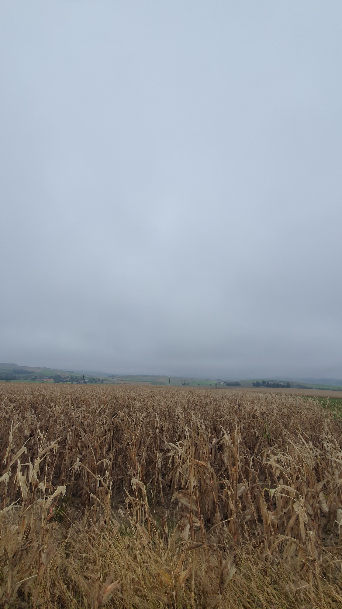 Maisfeld und grauer Himmel