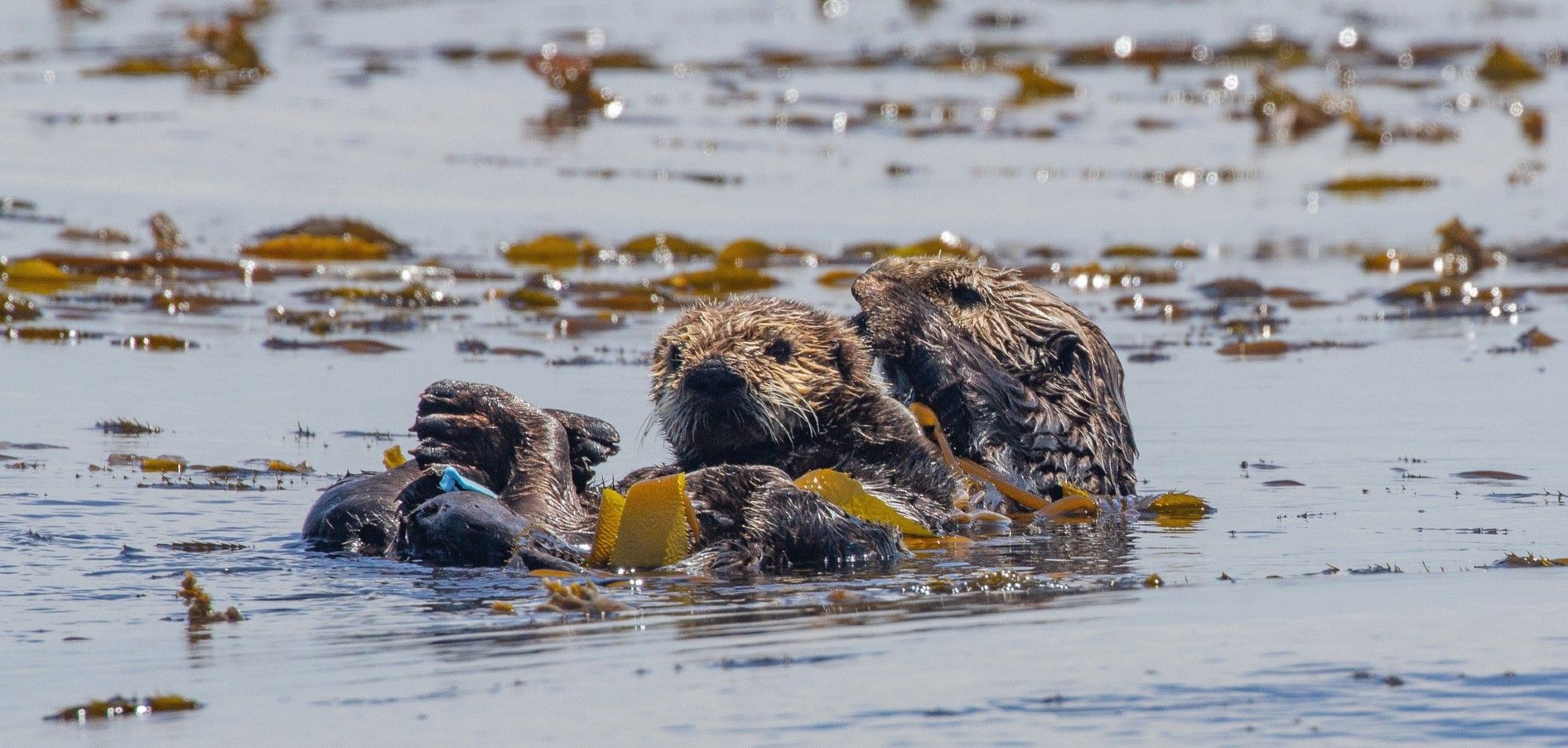 Sea otter mom and pup float in a California kelp forest. Otters are dark brown with wet fur. Floating kelp is golden-brown on grey-blue water.