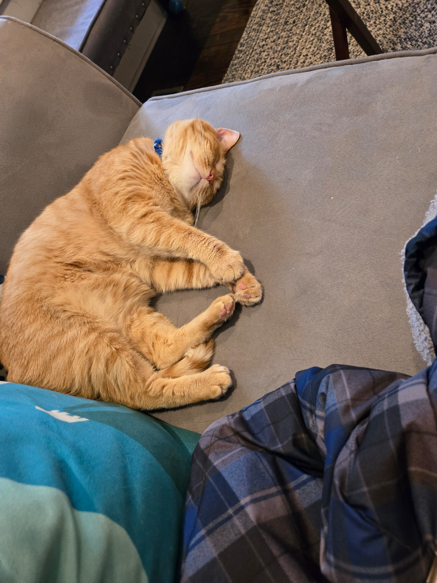 Orange cat lying on a couch in croissant  formation.