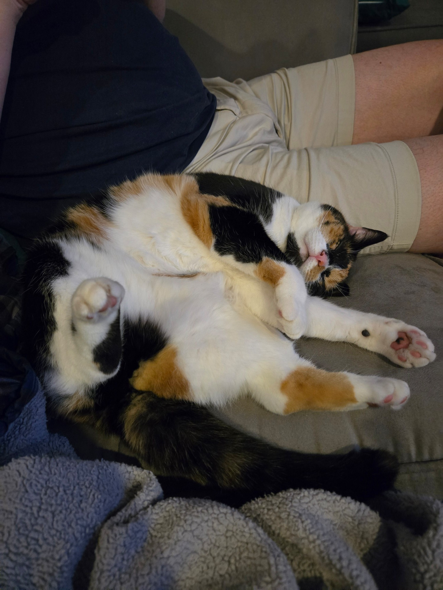 A calico cat is on her back twisted around with her little leggies sticking out everywhere. 