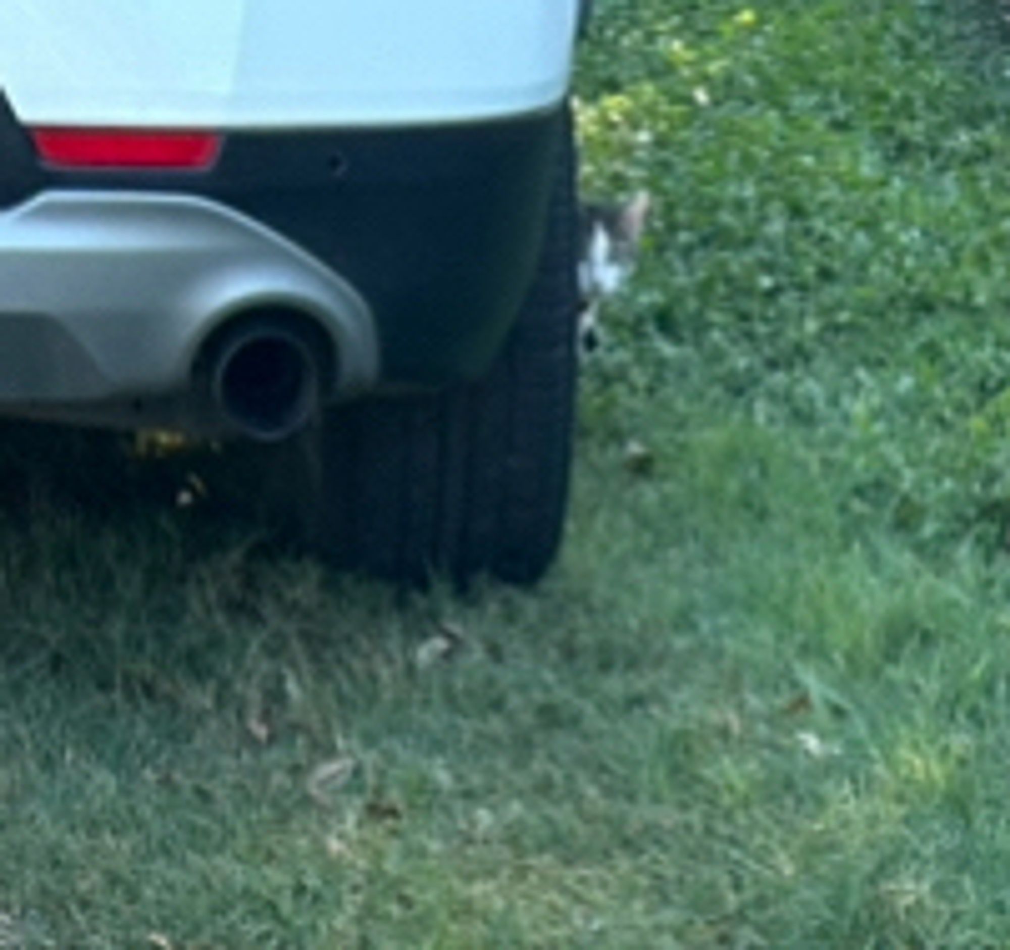 Neighborhood kitty Tobin waiting for his moment to STRIKE