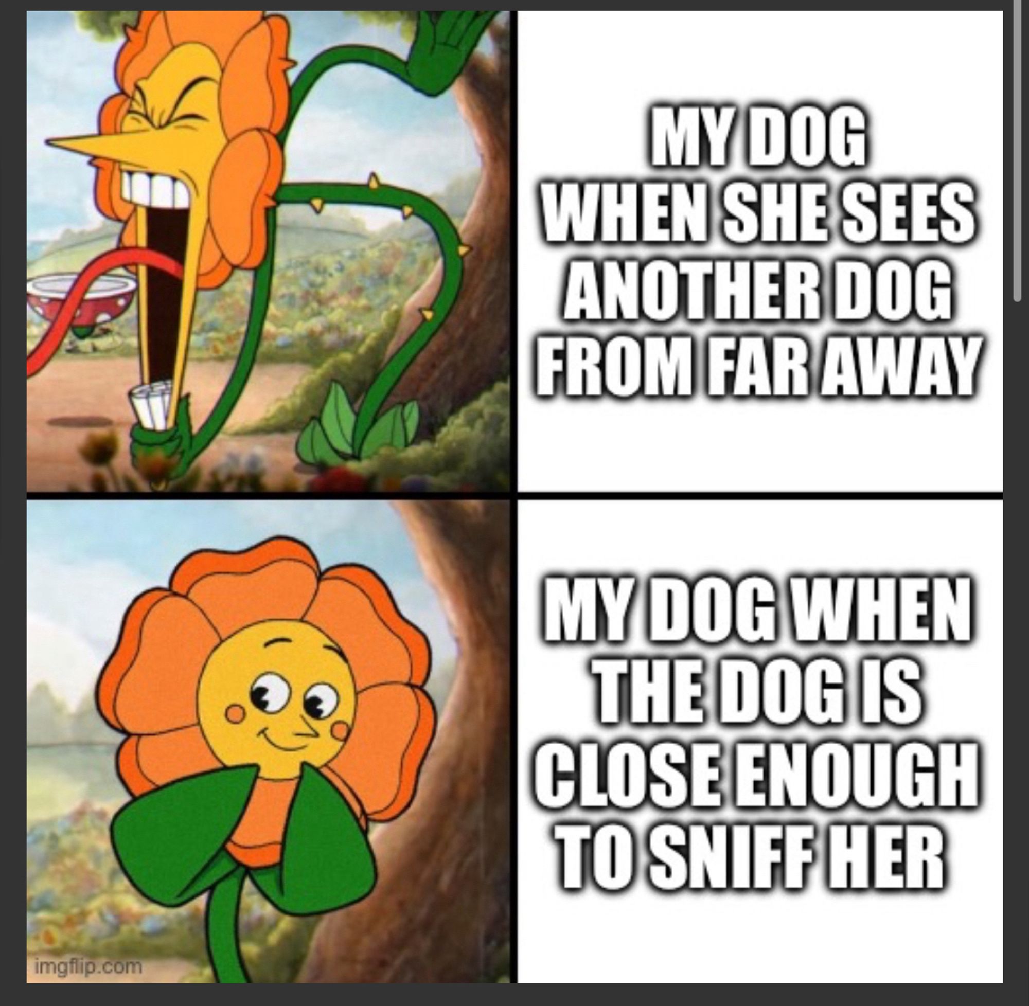 The angry flower meme about how my dog is belligerent when other dogs are far away but nice when they get close