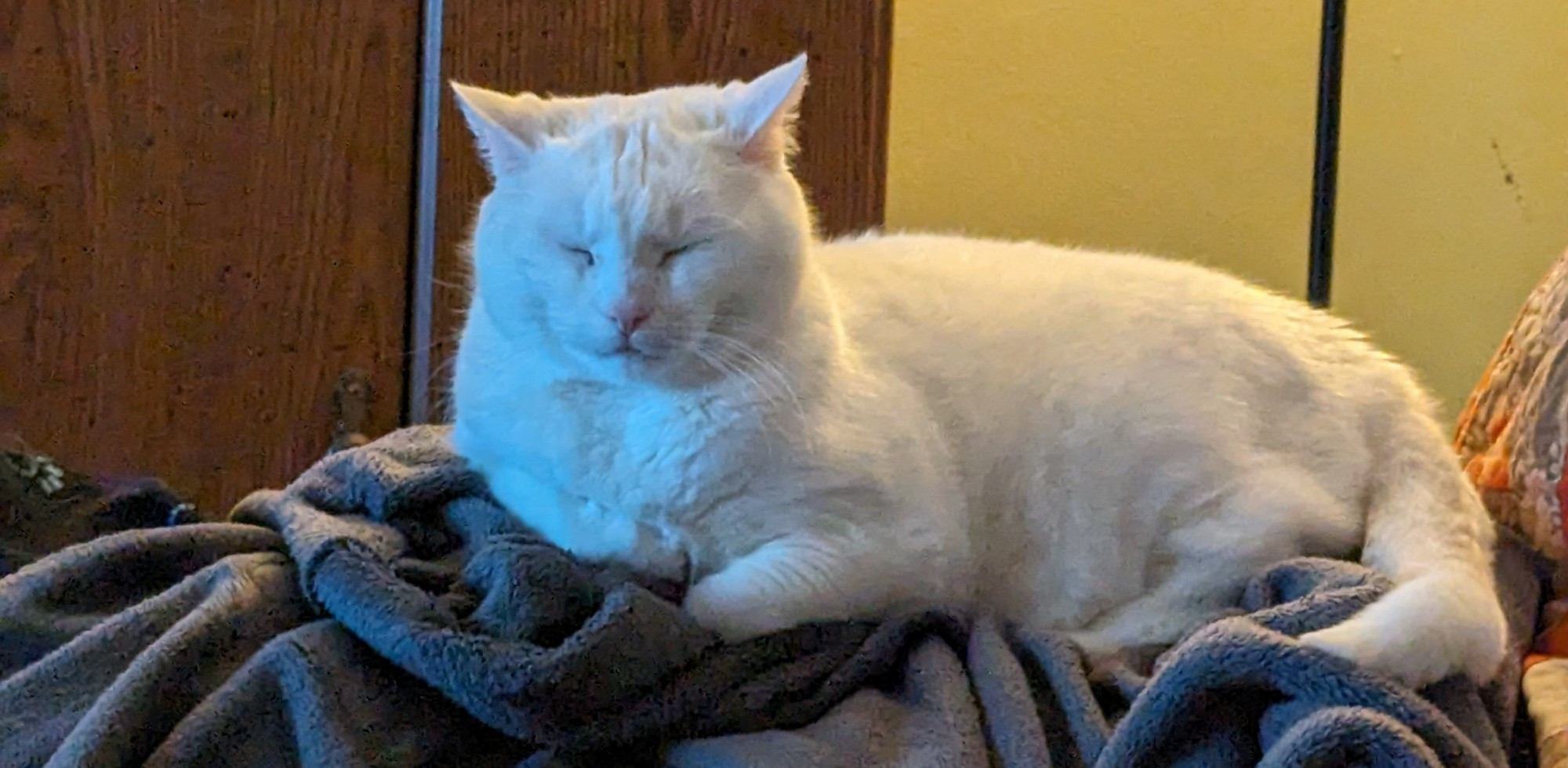 My cat Rosie, snowy cat, being cute and happily enjoying some nice tunes