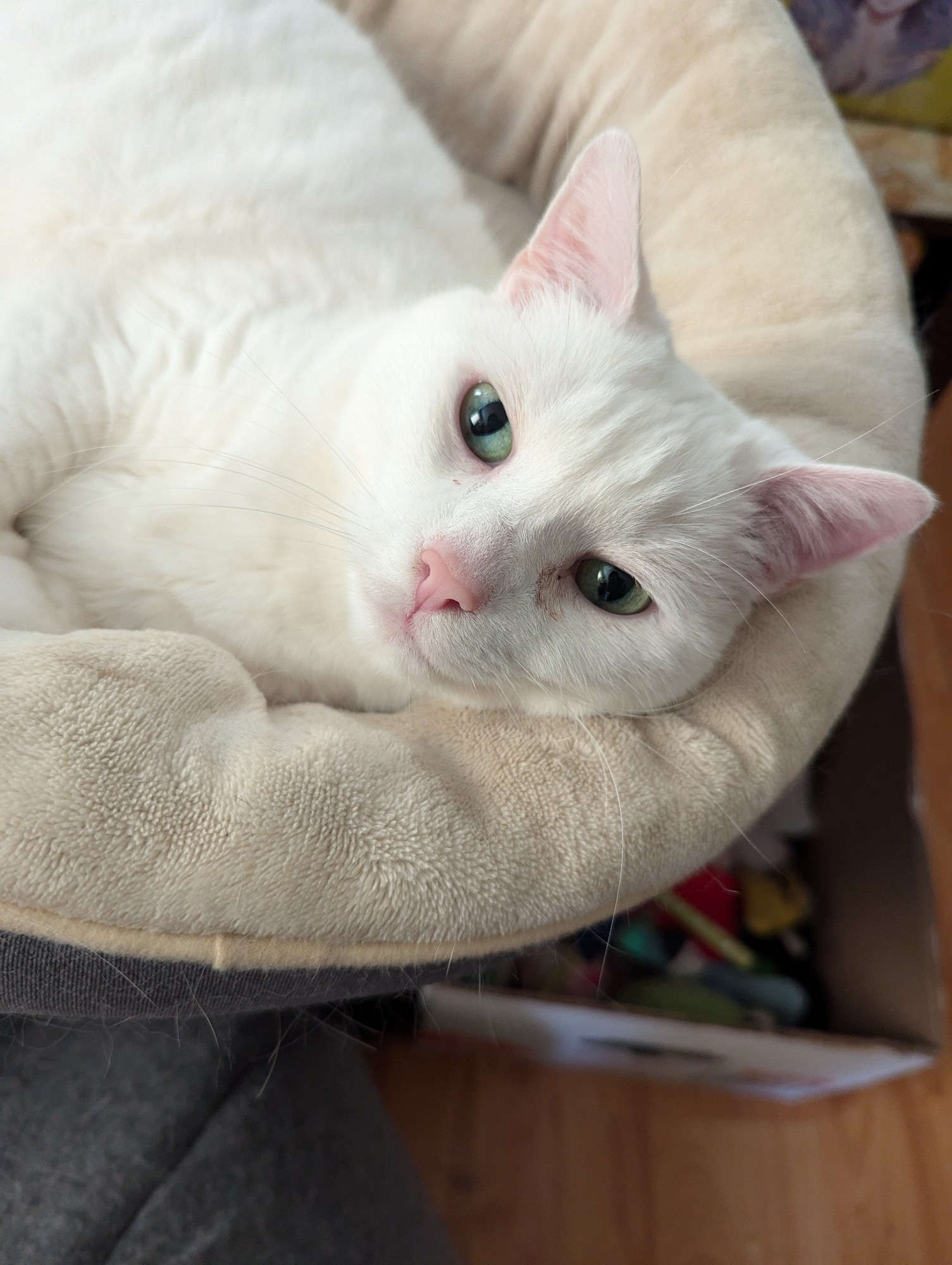 My cat, Rosie, who is fur is all white with a pink nose and light green eyes, laying on top of her cat bed