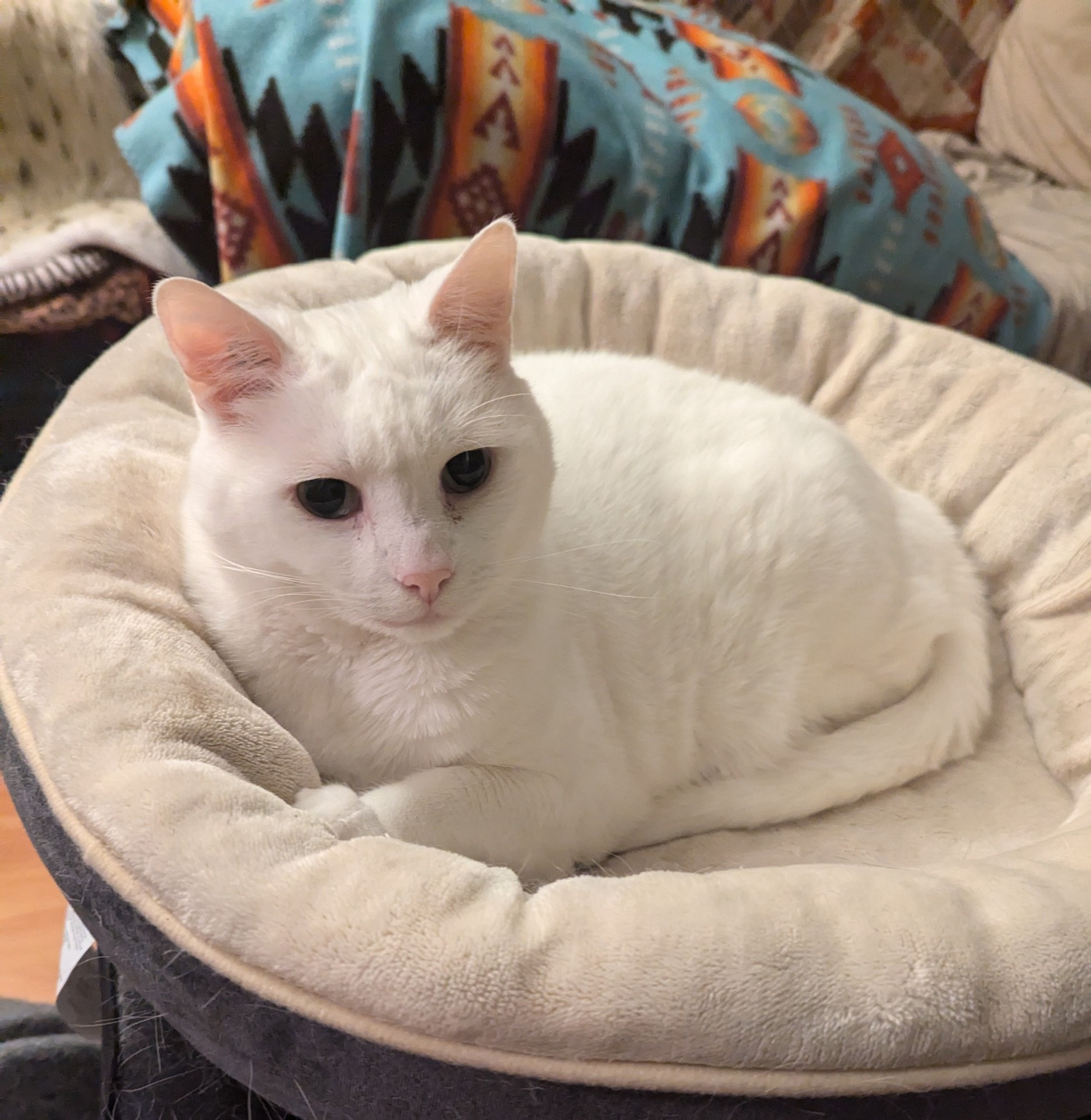 Rosie, my snowy cat with ballet coloured pink eyes and nose, sitting on her cat bed, on alert due to outside noise