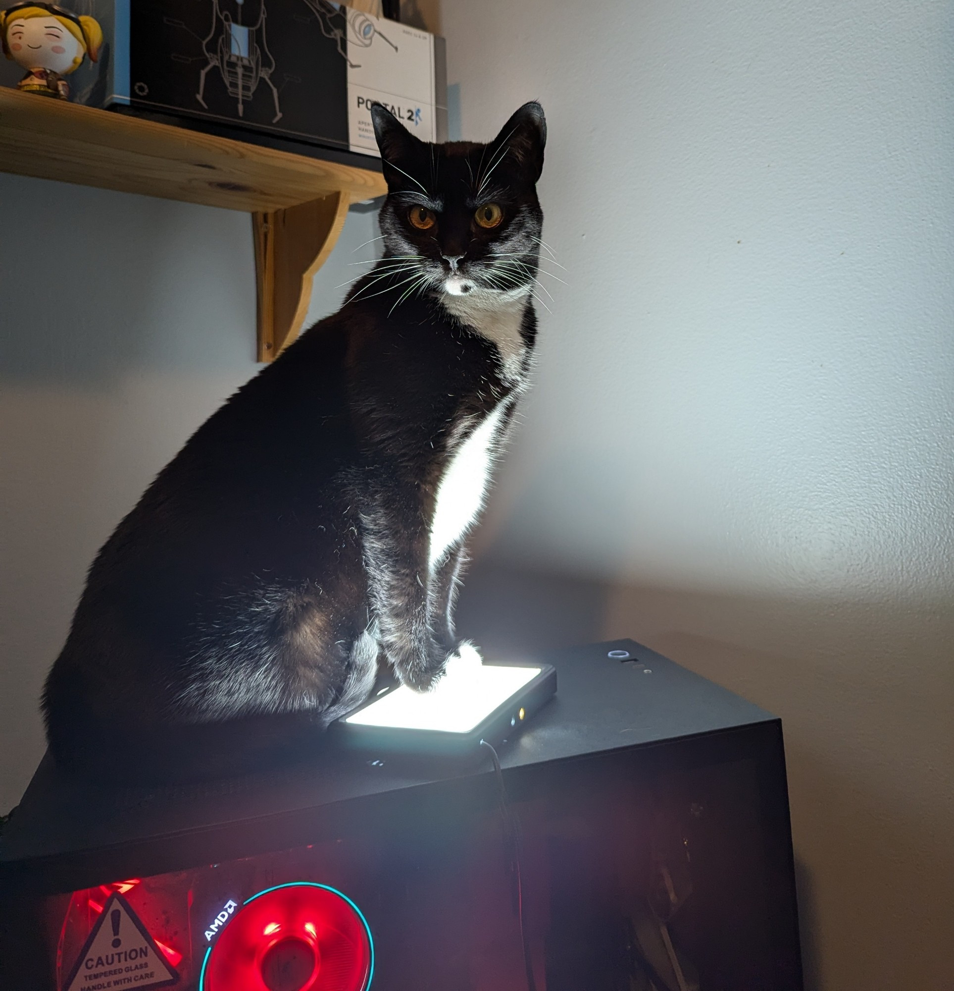 My tuxedo cat, Lily, standing on my PC tower, on one of my key lights, looking like a spooky kitty