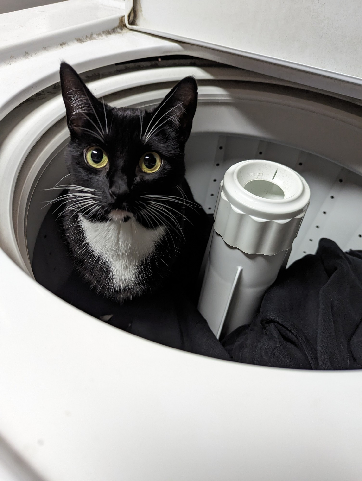 Lily, my tuxedo cat, sitting in my washer, no I did not wash my cat, do not @ me haha