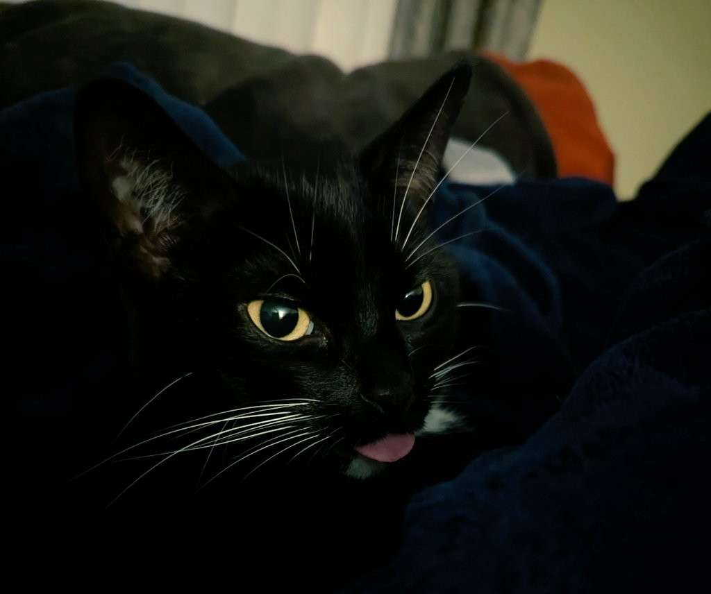 My tuxedo cat, Lily, sitting on our couch, sharing a belp