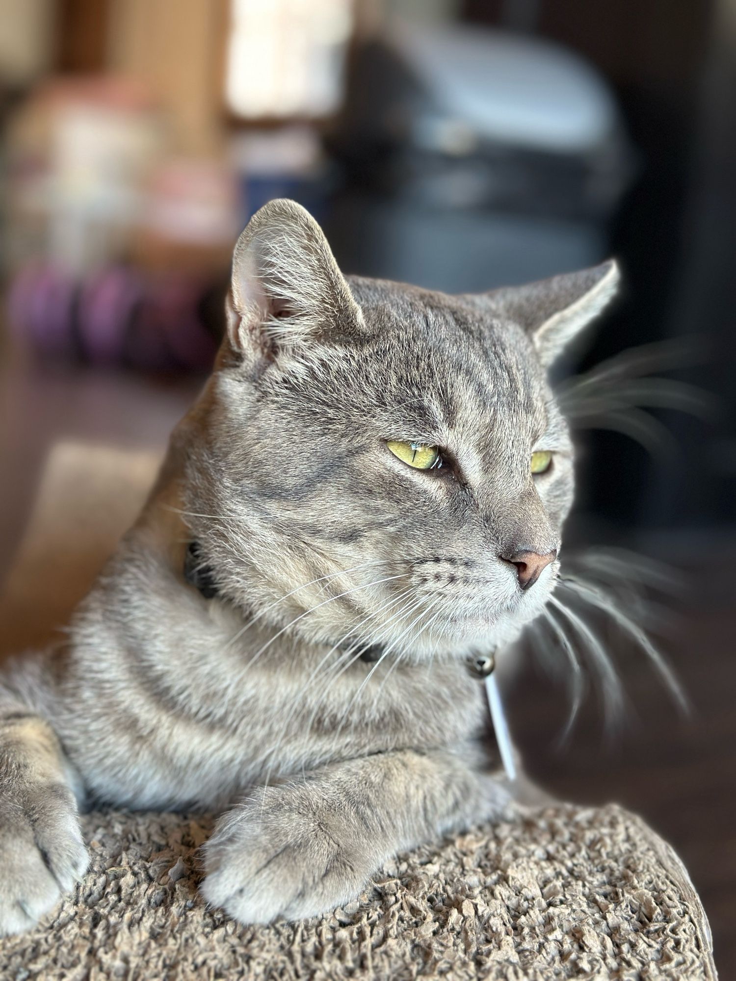 A very handsome silvery tabby cat, posing on a scratcher. Very mindful, very demure, very cutesy.