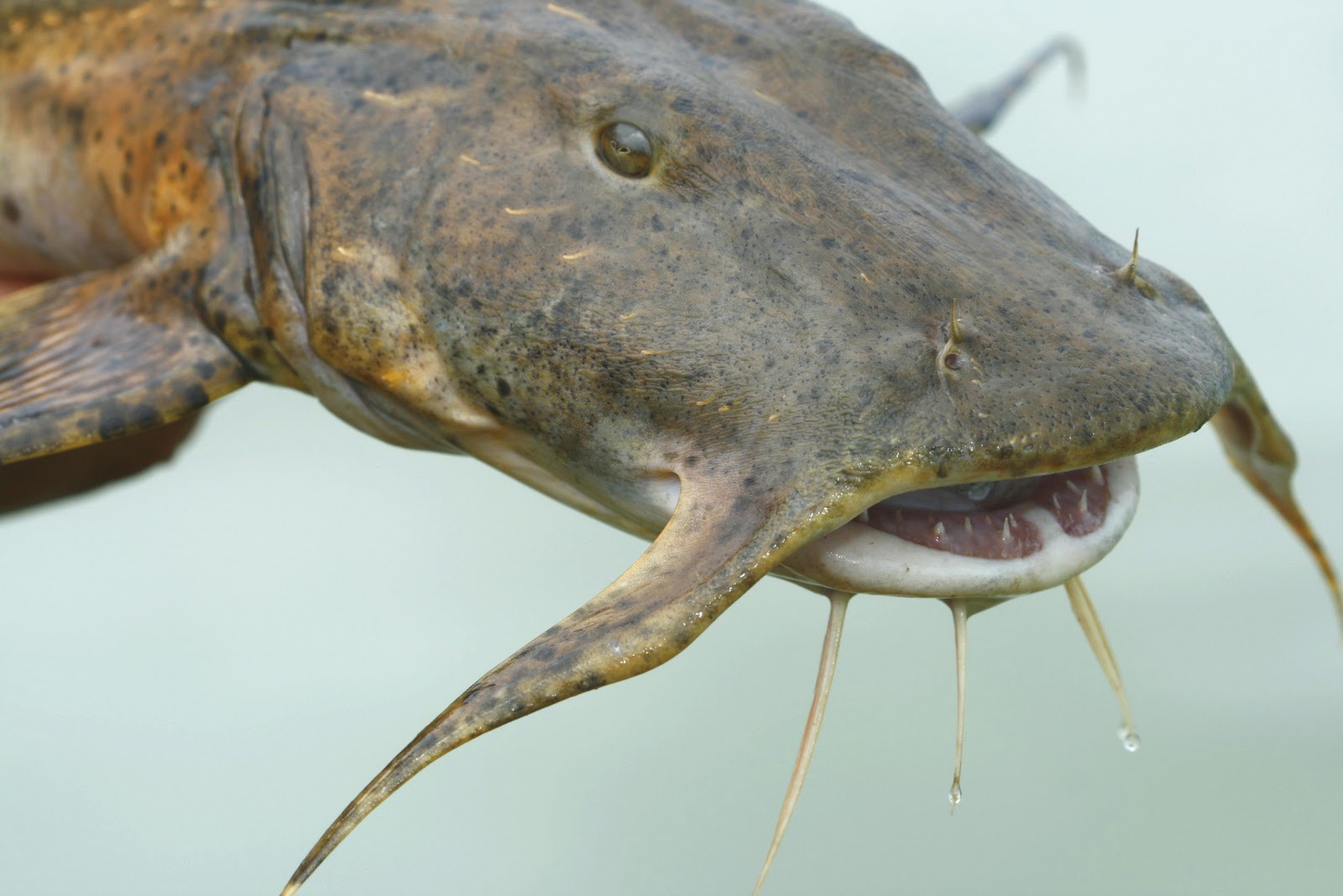 A devil catfish