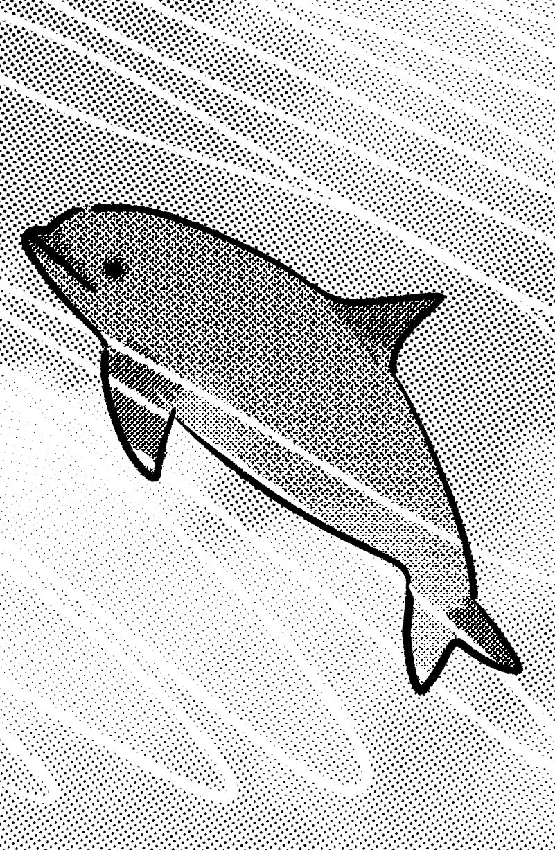 A vaquita swimming.