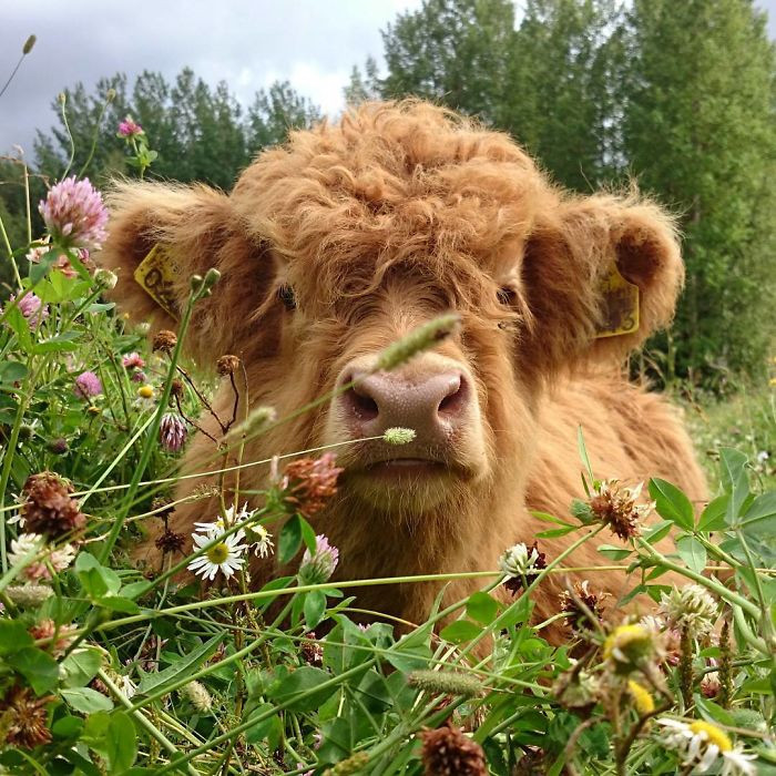 A young Highland cow calf, with a coat of rich, reddish-brown fur, sits amidst a field of wildflowers and grasses. 


The calf's face is in focus, with a curious expression as it appears to be grazing on the greenery around it. Its nose is pink, and its large, floppy ears are visible. A small, yellow tag is affixed to one of the ears. The wildflowers and grasses surrounding the calf are various shades of green, purple, pink, and white. 


The background shows a backdrop of lush green trees, suggesting a natural, pastoral scene.
