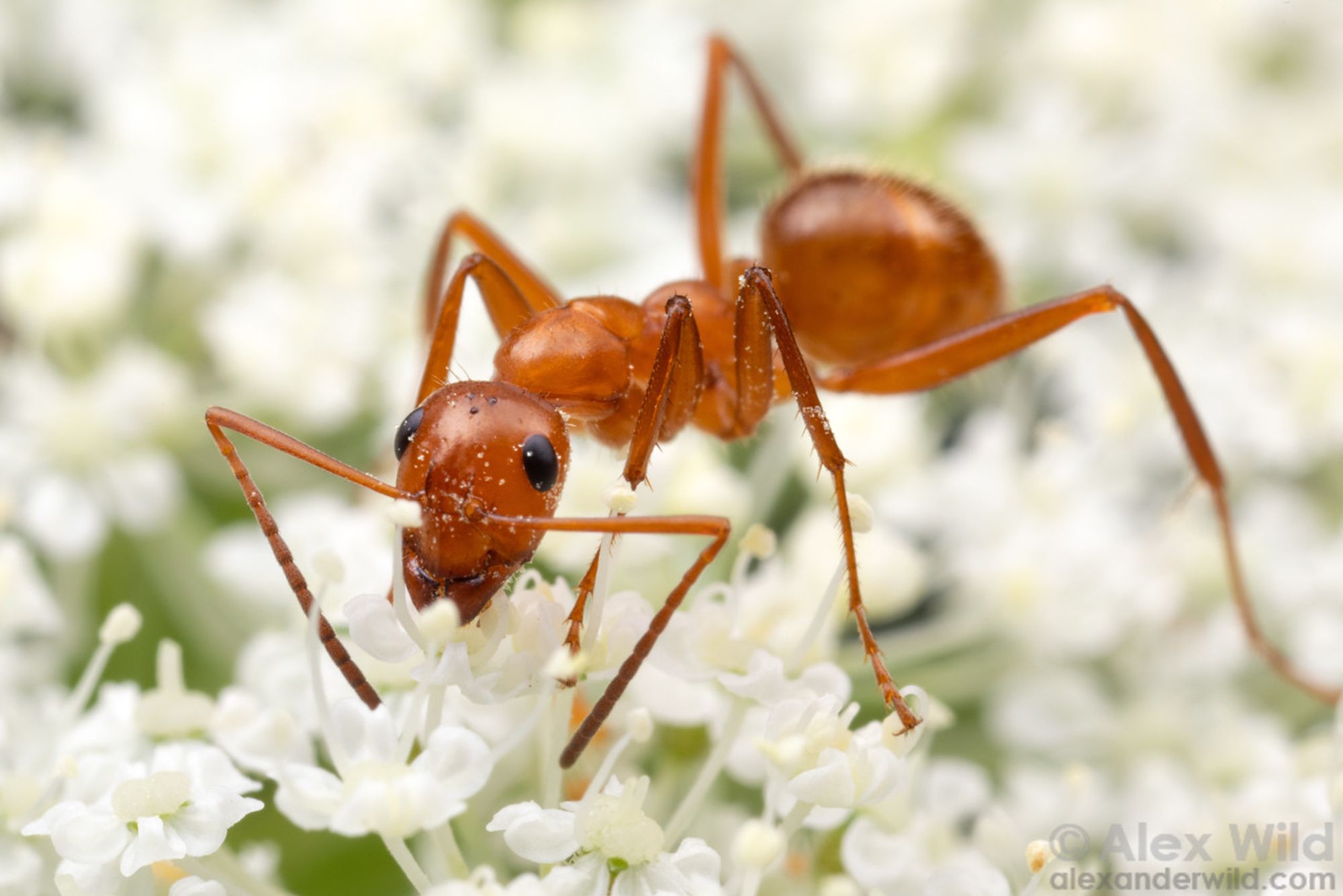 Close-up photograph of a shiny, leggy orange ant in oblique face view with its head in a cluster of small white flowers, lightly dusted in whitish pollen.