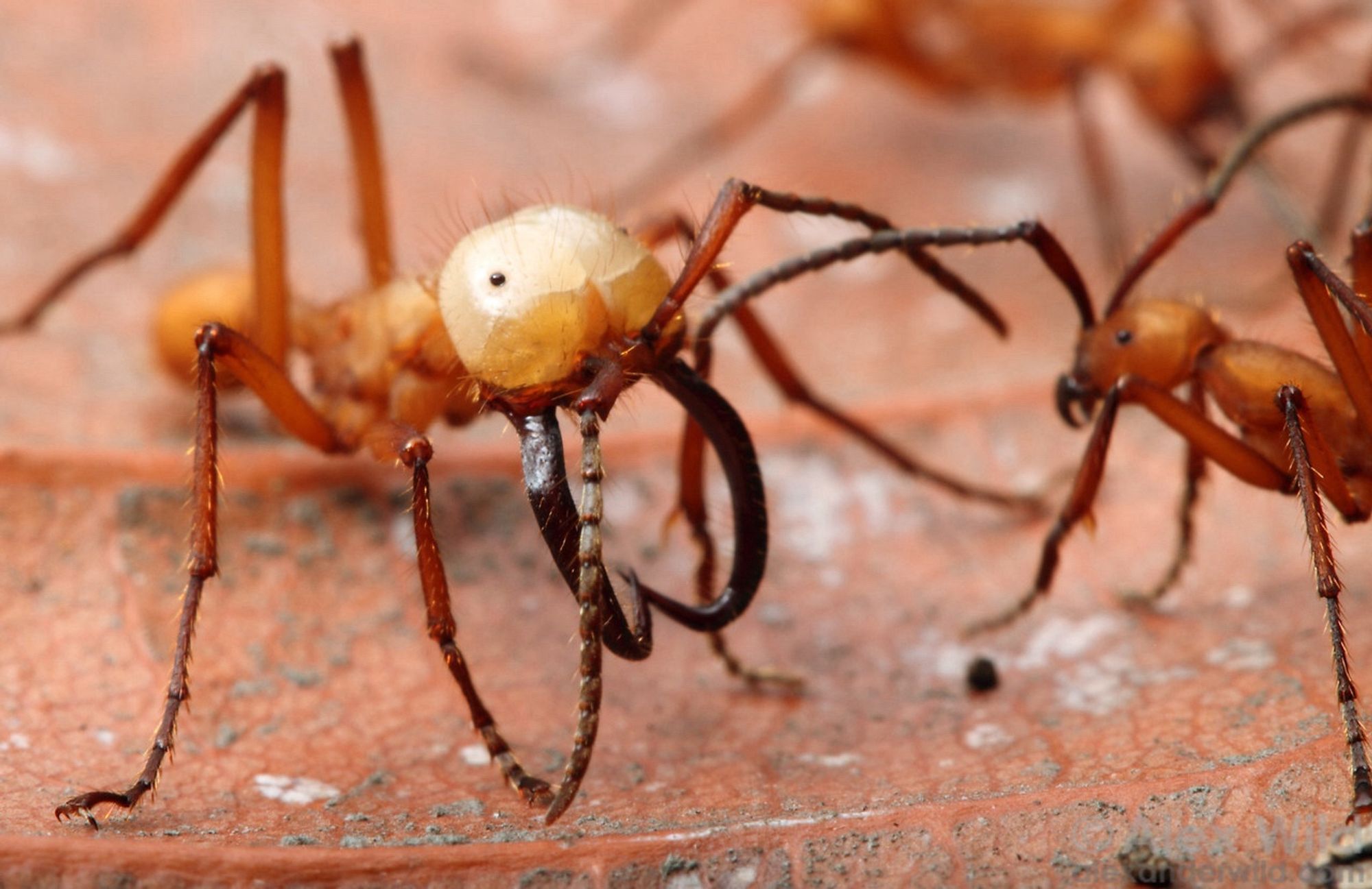 Photograph of a gangly, orange ant with a swollen white head, beady eyes in the creepiest way, and two massive jaws shaved like fishhooks.