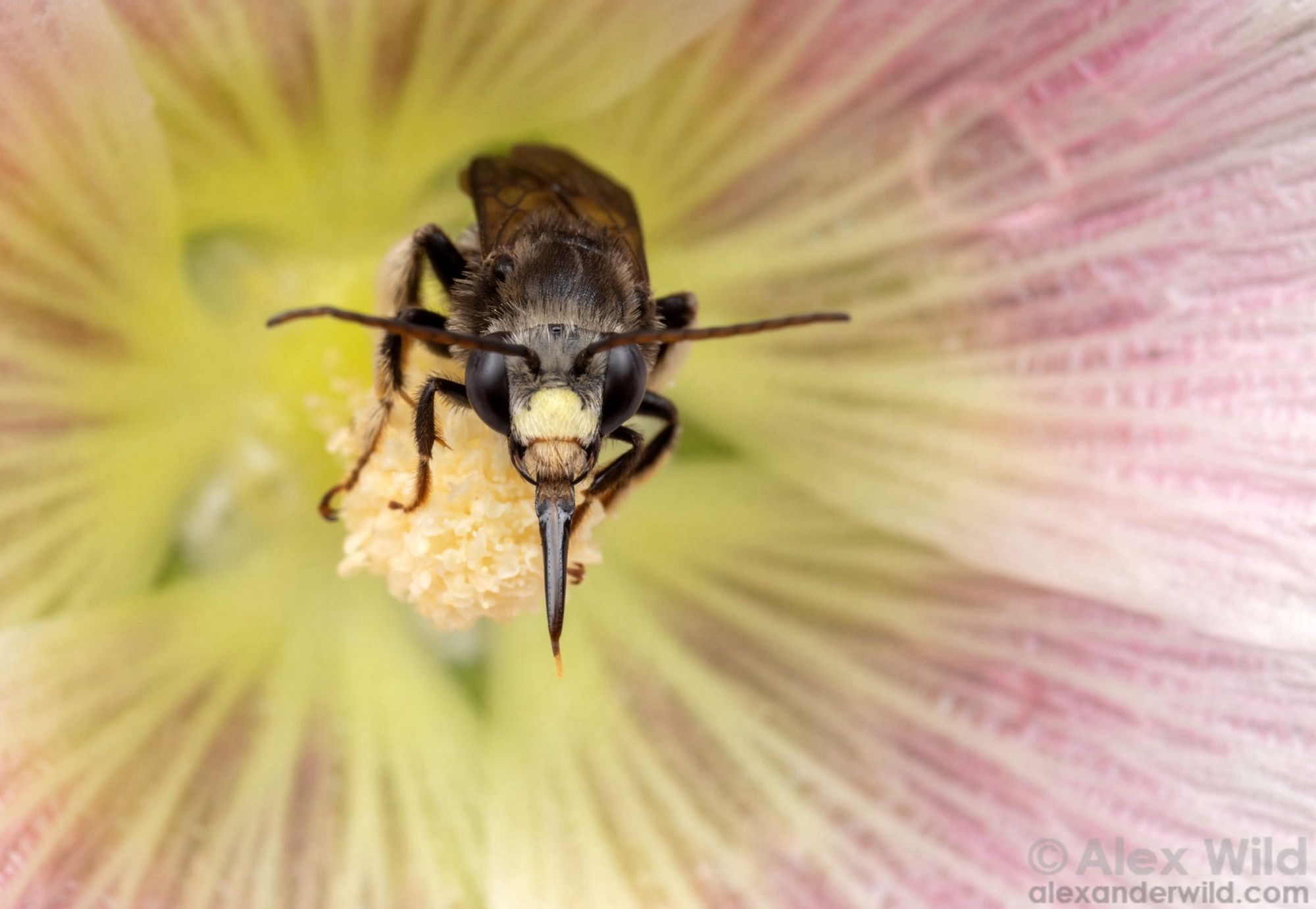 Photograph of a bee in the center of a flower, facing us, a sharp tongue hanging downwards from its mouth.