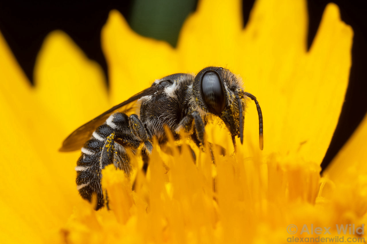 Photograph of a black and white bee sitting in a bright yellow flower, the petals shaped like flames in the background.