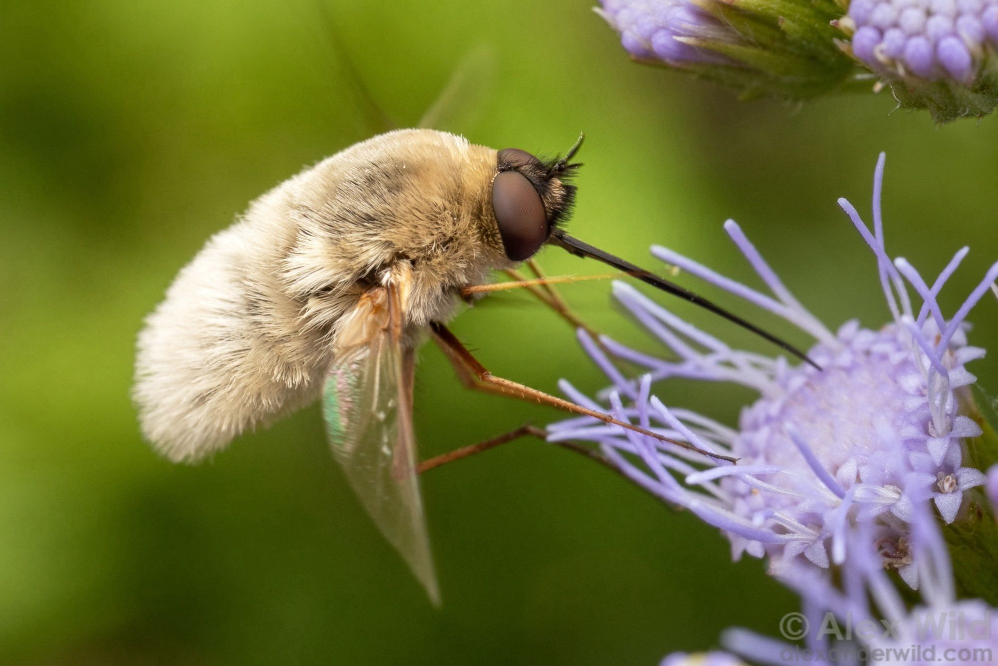 Close-up photograph of a robust, yellowish-white fuzzball of an insect with a black needle-like proboscis the length of its body stuck into a lavender-colored flower with threadlike petals. The background is a blurry natural green, and the insect is hovering.