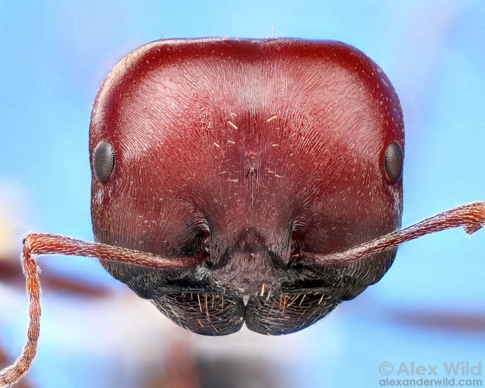 A sharp, microscopic view of the face of a large red ant. The head is nearly rectangular in front view, broader than tall, with rounded corner. The ant has a silky sheen owing to fine stations like those on a vinyl record.