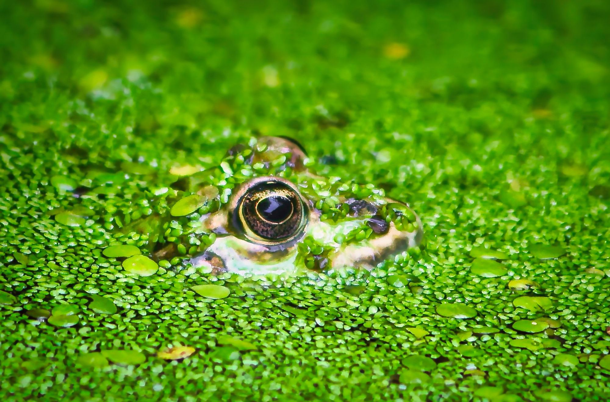 Der Frosch schaut ein wenig aus dem Wasser heraus, umgeben von vielen Wasserlinsen. Er schaut nach rechts