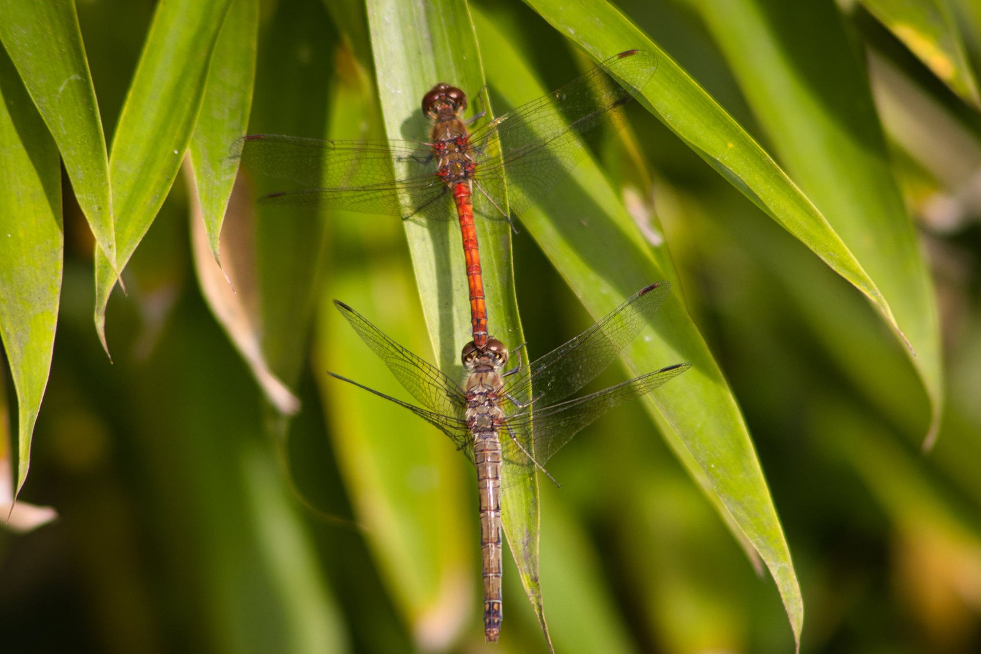 2 Libellen hintereinander auf einem grünen Blatt