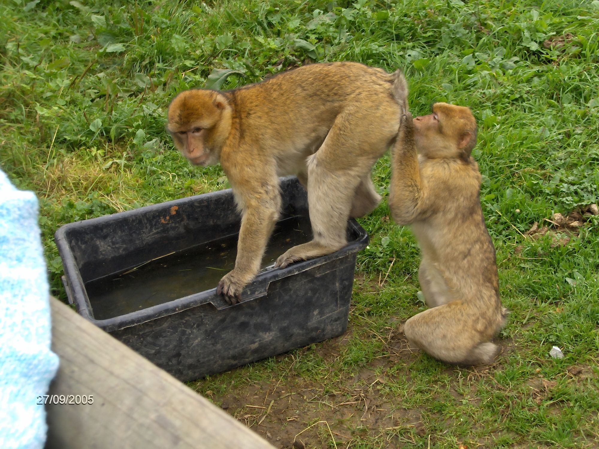 Eine Affe steht erhöht auf allen Vieren auf einer Wanne. Dahinter hockt ein weiterer Affe und hält seine Hände auf den anderen Affenpopo und schaut inspizierend darauf