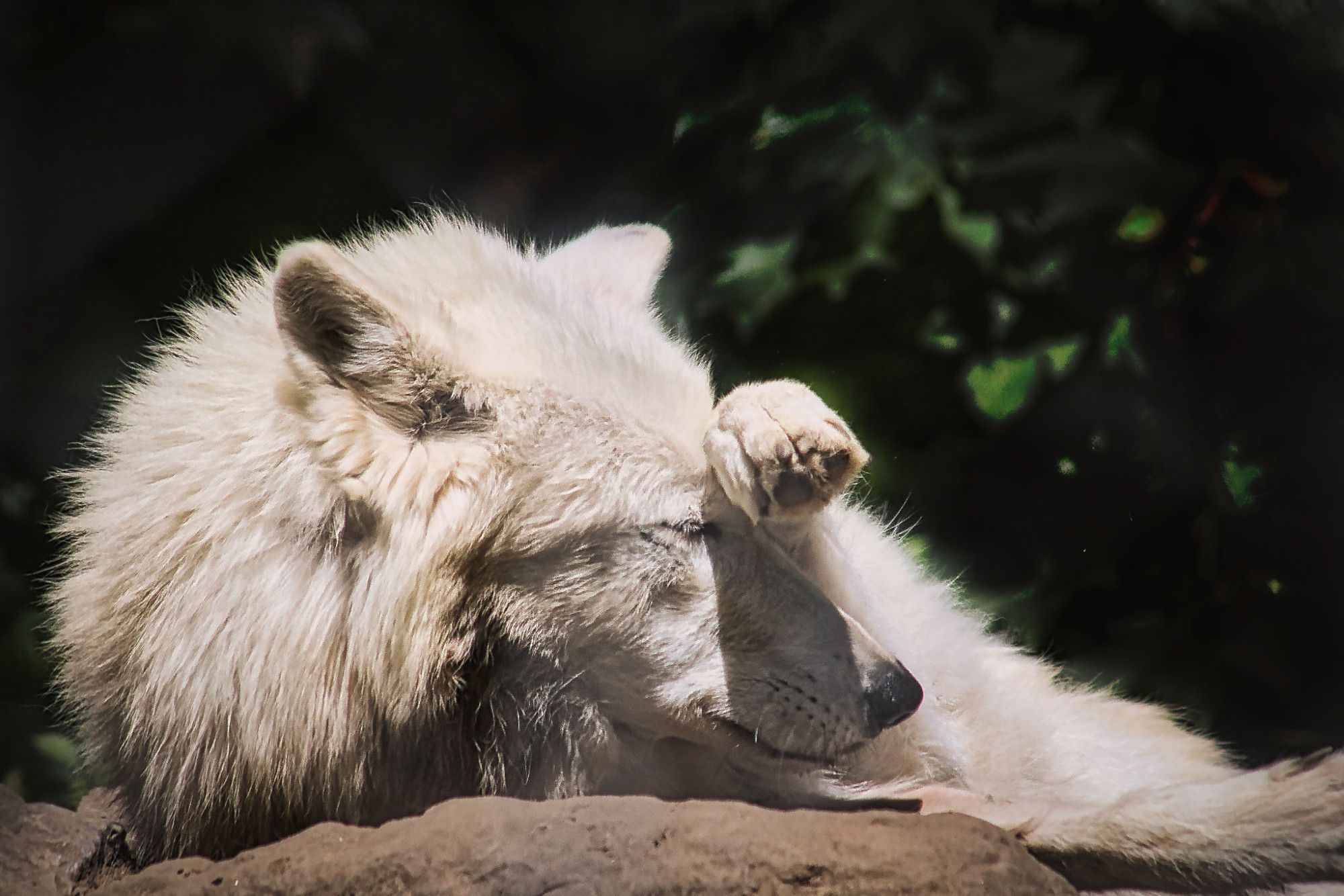 liegender Polarwolf mit Kopf seitlich nach rechts. Er hat die linke Vorderpfote über dem Kopf