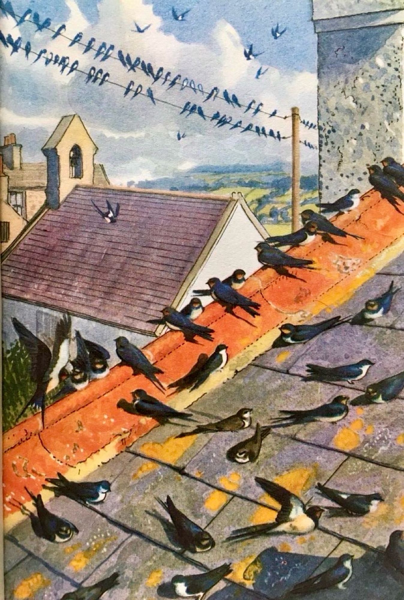 A close-up of birds clustered on an old rooftop. Beyond the rooftop is the roof of a small Welsh church or Chapel and beyond that the hills of Anglesey.