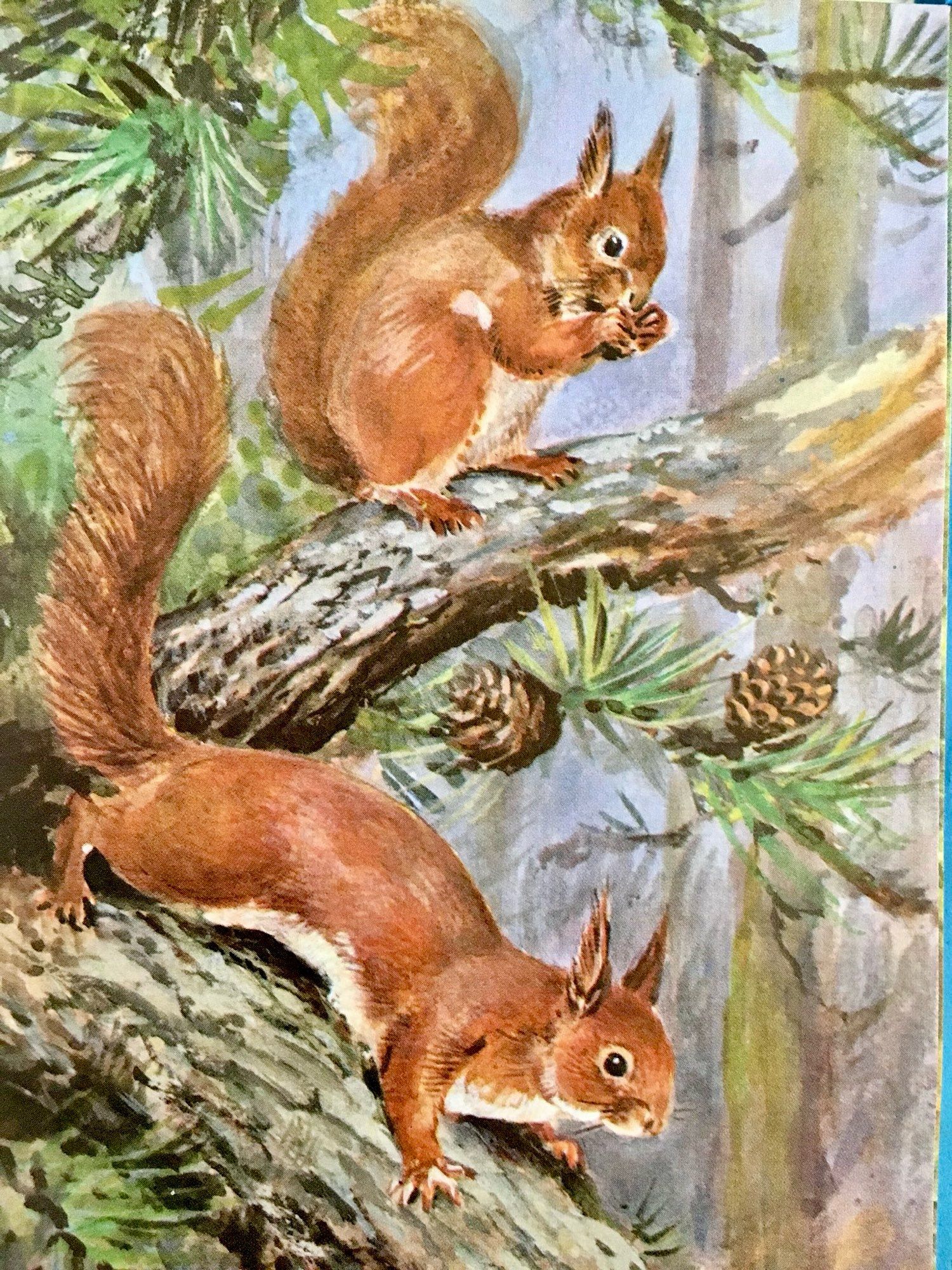 Two red squirrels, in typically squirrel-cute poses, are on the branch of a scots pine