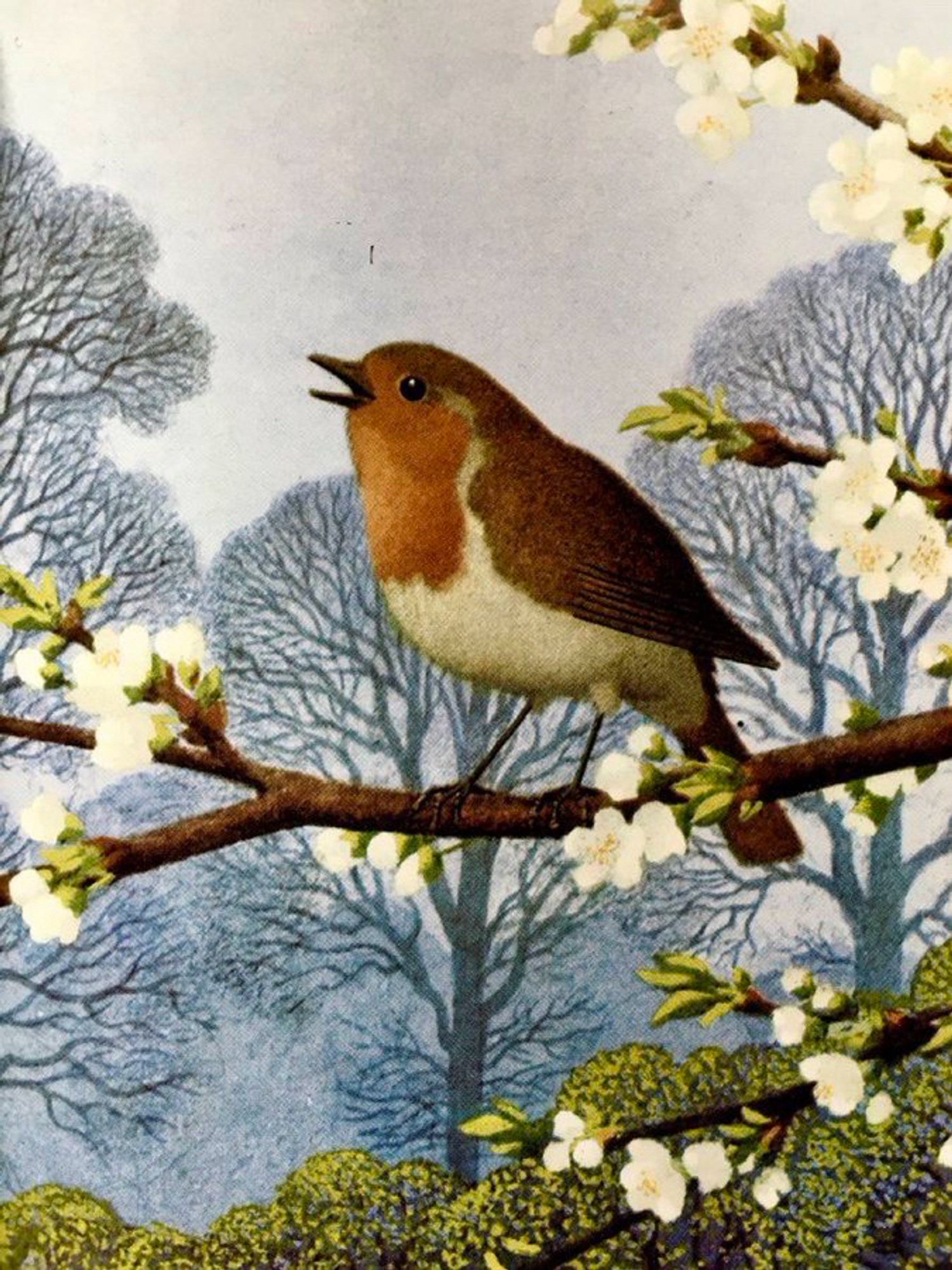 Close-up of a robin in song, perched on a blossoming twig. In the background, there is a grey sky and the bare branches of trees just coming back into life.