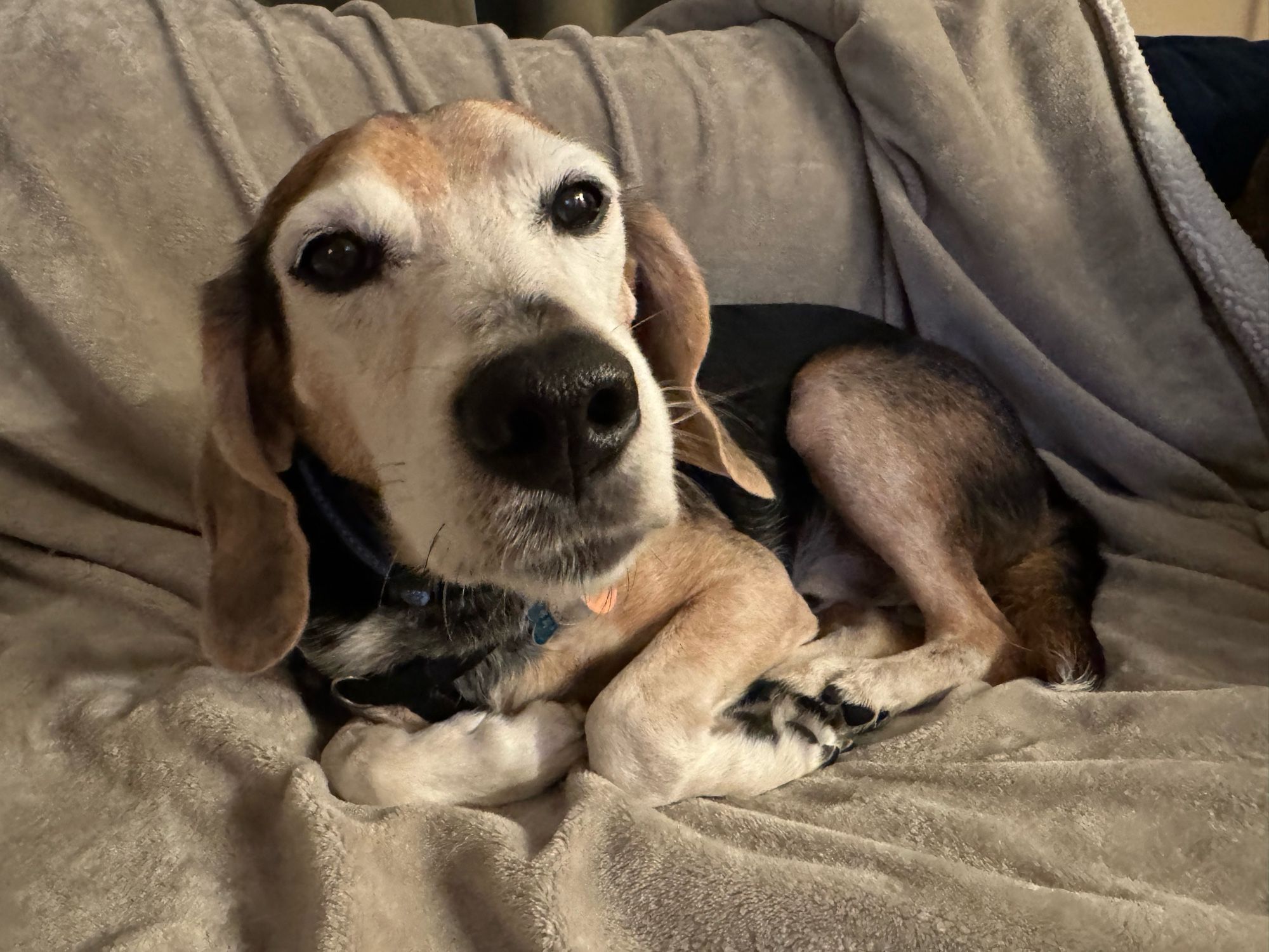 a small merpy little beagle curled up on a blanket with a big squishy nose and floppy ears