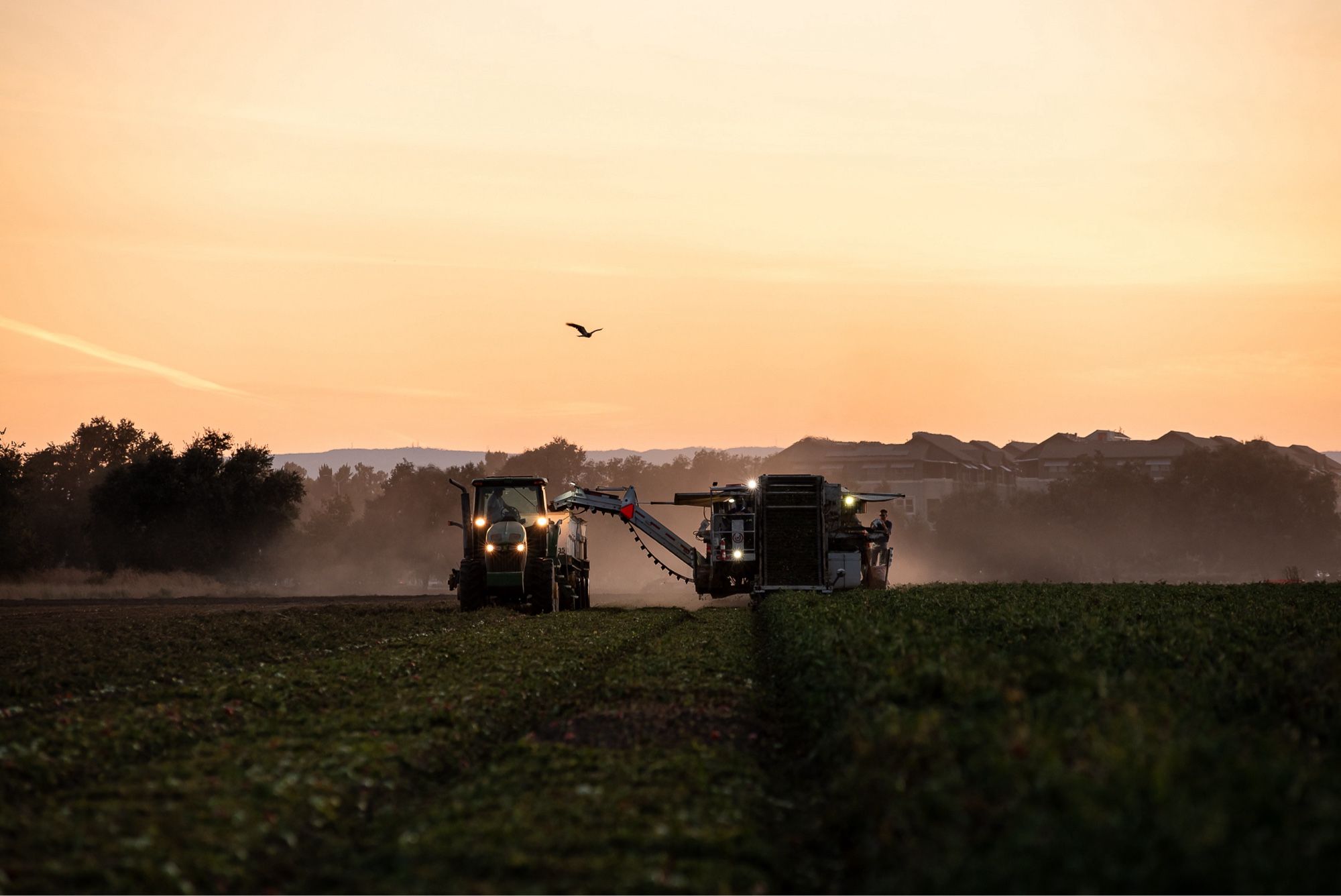 A tractor pulls a tomato truck alongside a tomato harvester as a hawk flies above at sunset.