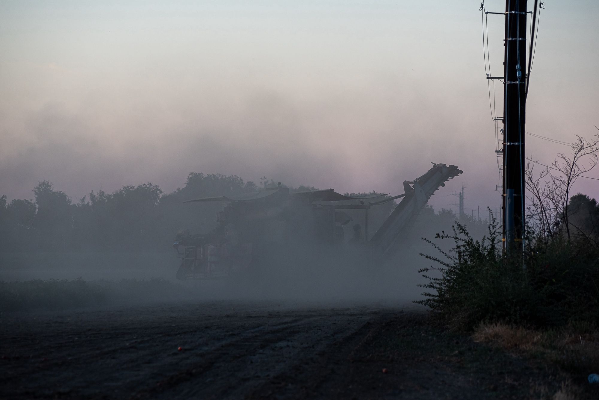 A tomato harvester obscured in a cloud of dust as it harvests a field.