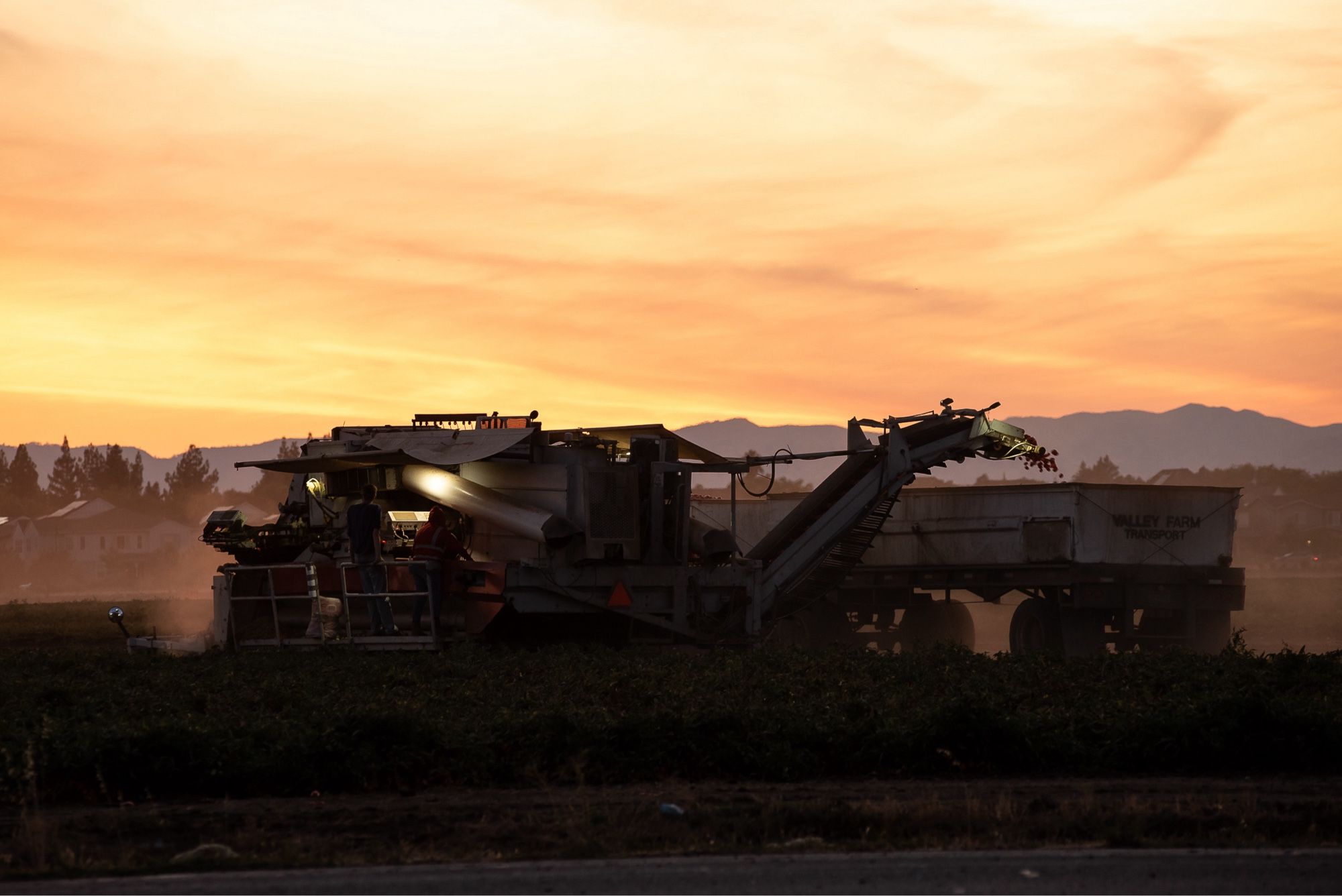 Farm equipment harvests a field of tomatoes at sunset.