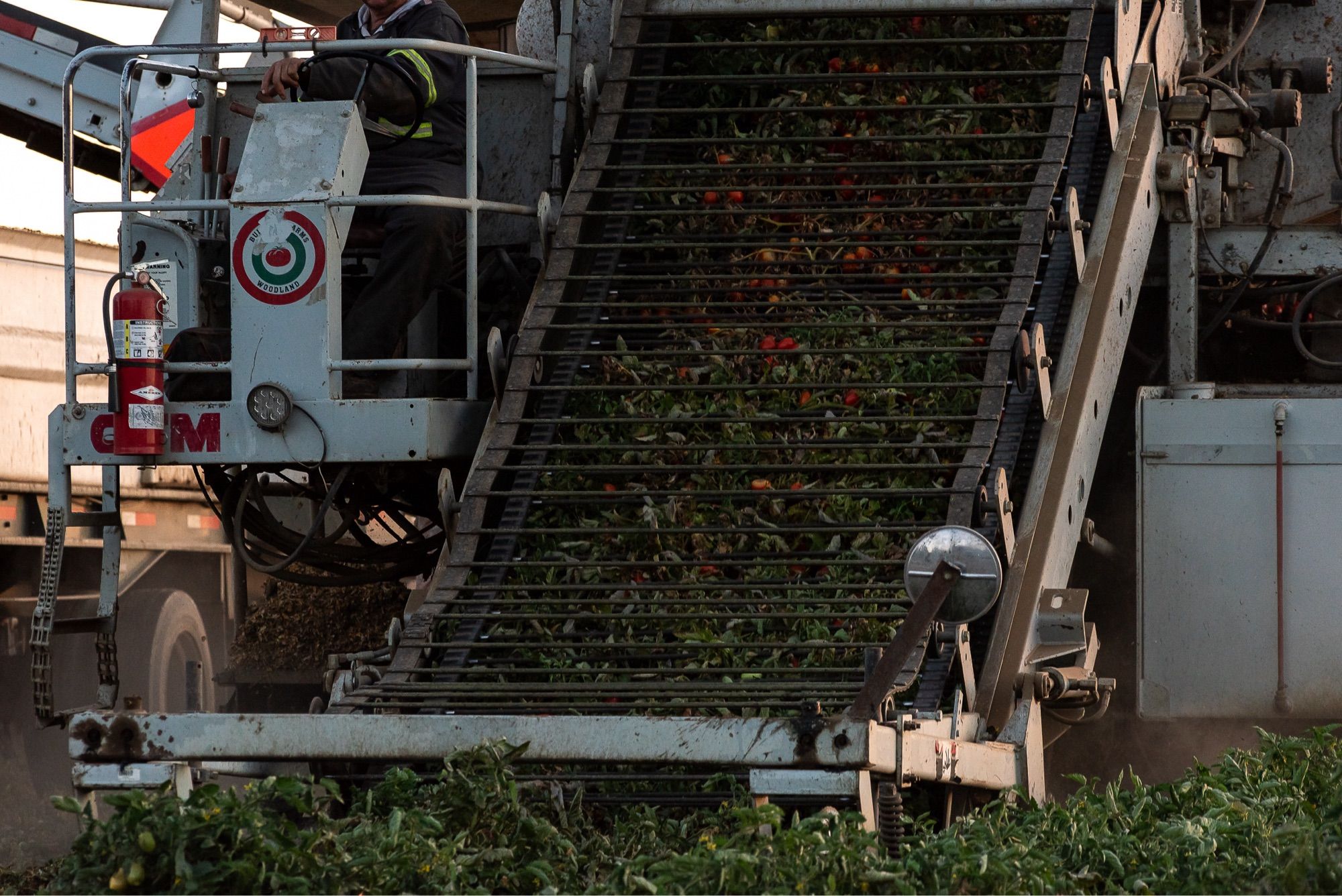 The conveyor belt of a tomato harvester, drawing tomato plants up into the machine.