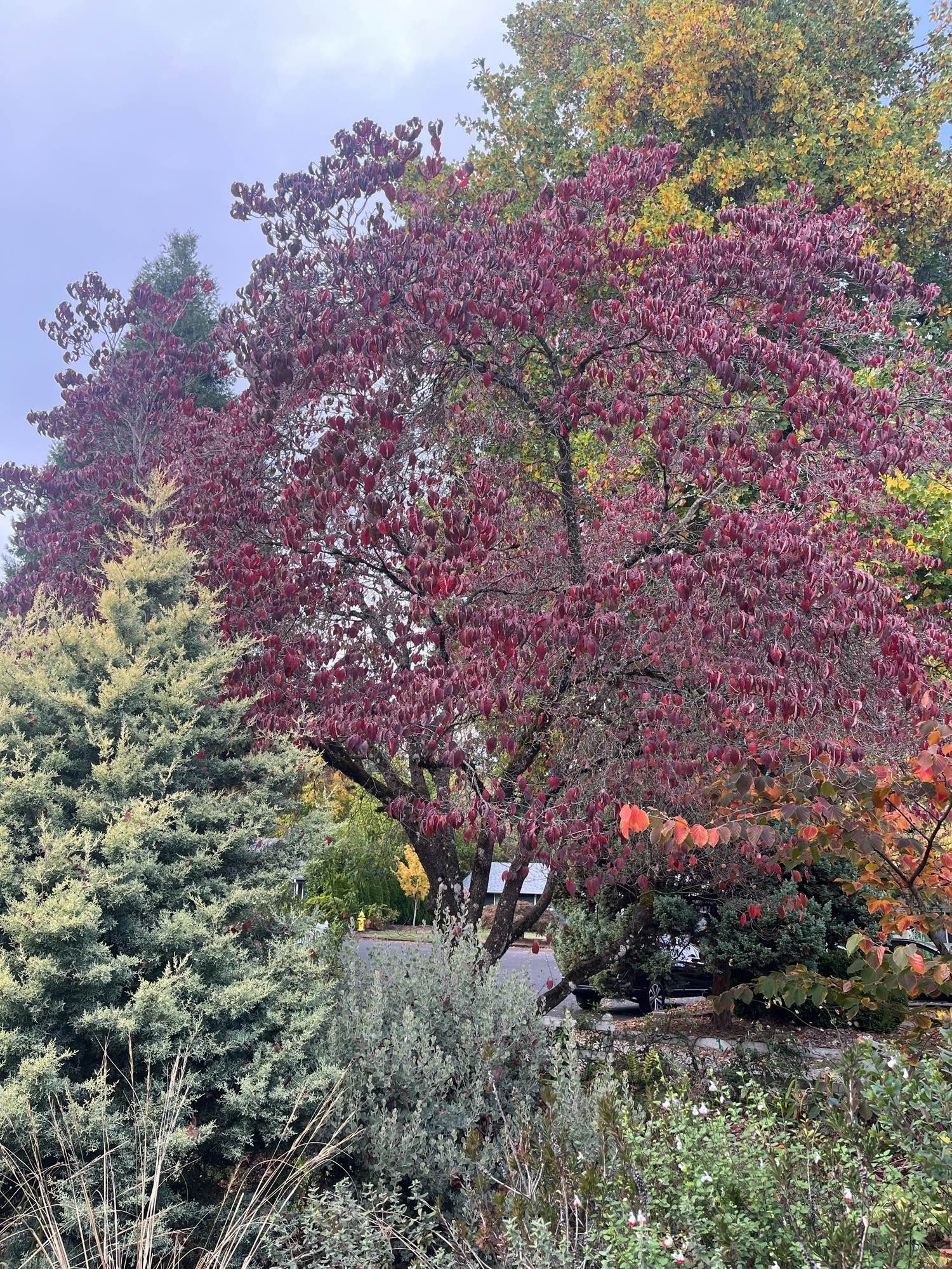 a flowering dogwood showing red and purple fall color 