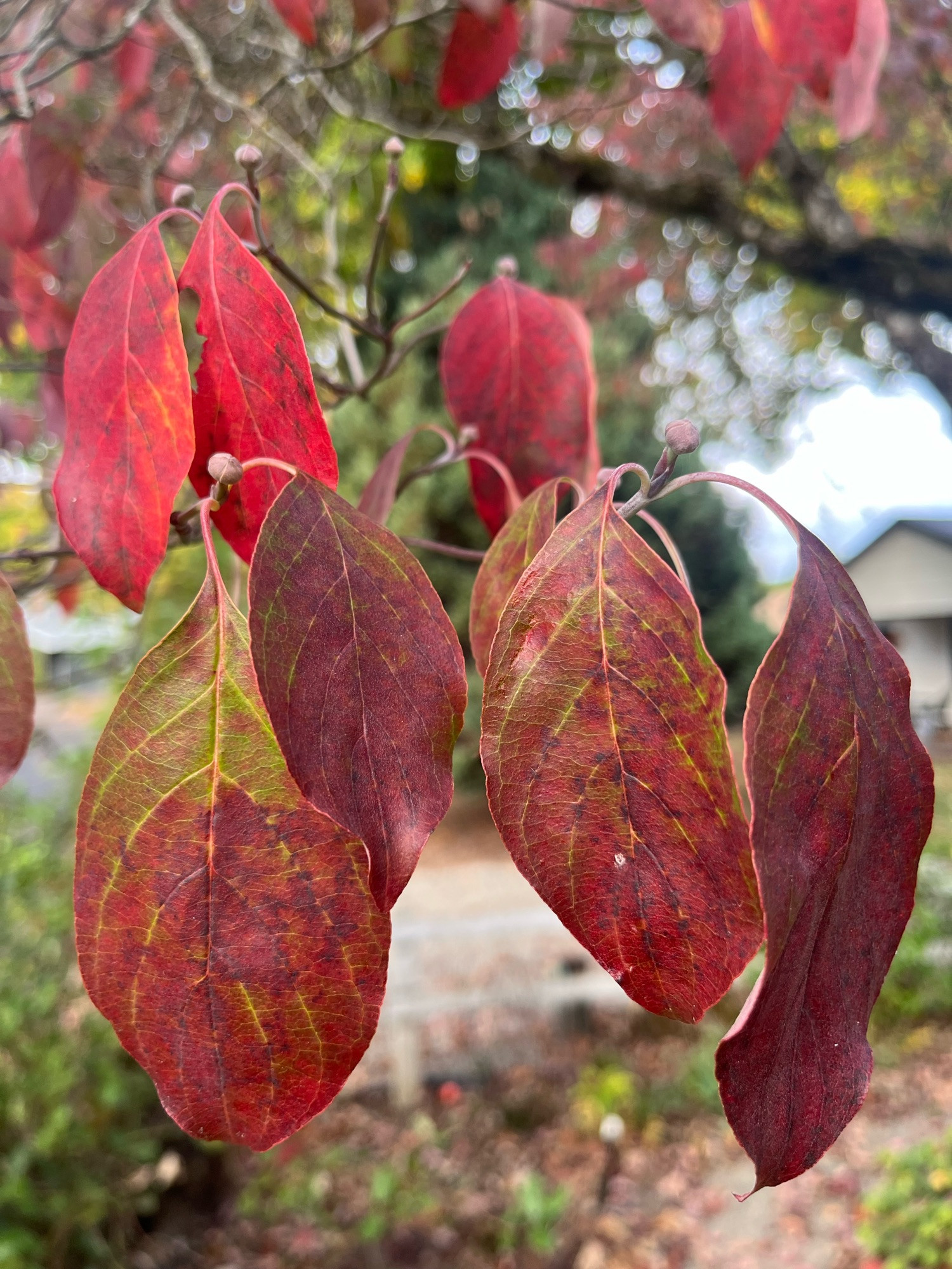 close up of red and purple dogwood leaves