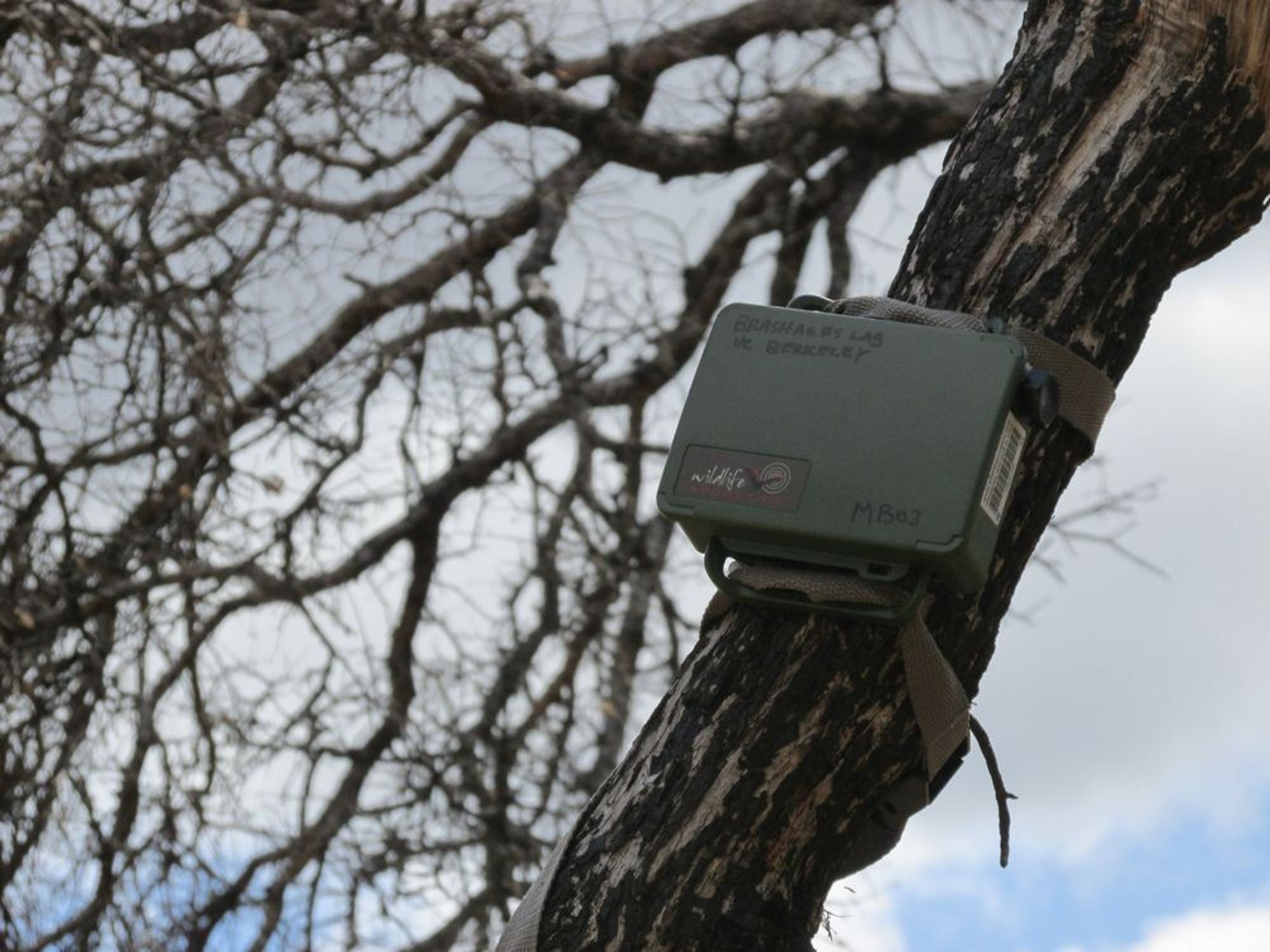 A bioacoustics recorder (by wildlife acoustics) owned by the Brashares Lab at UC Berkeley on a tree