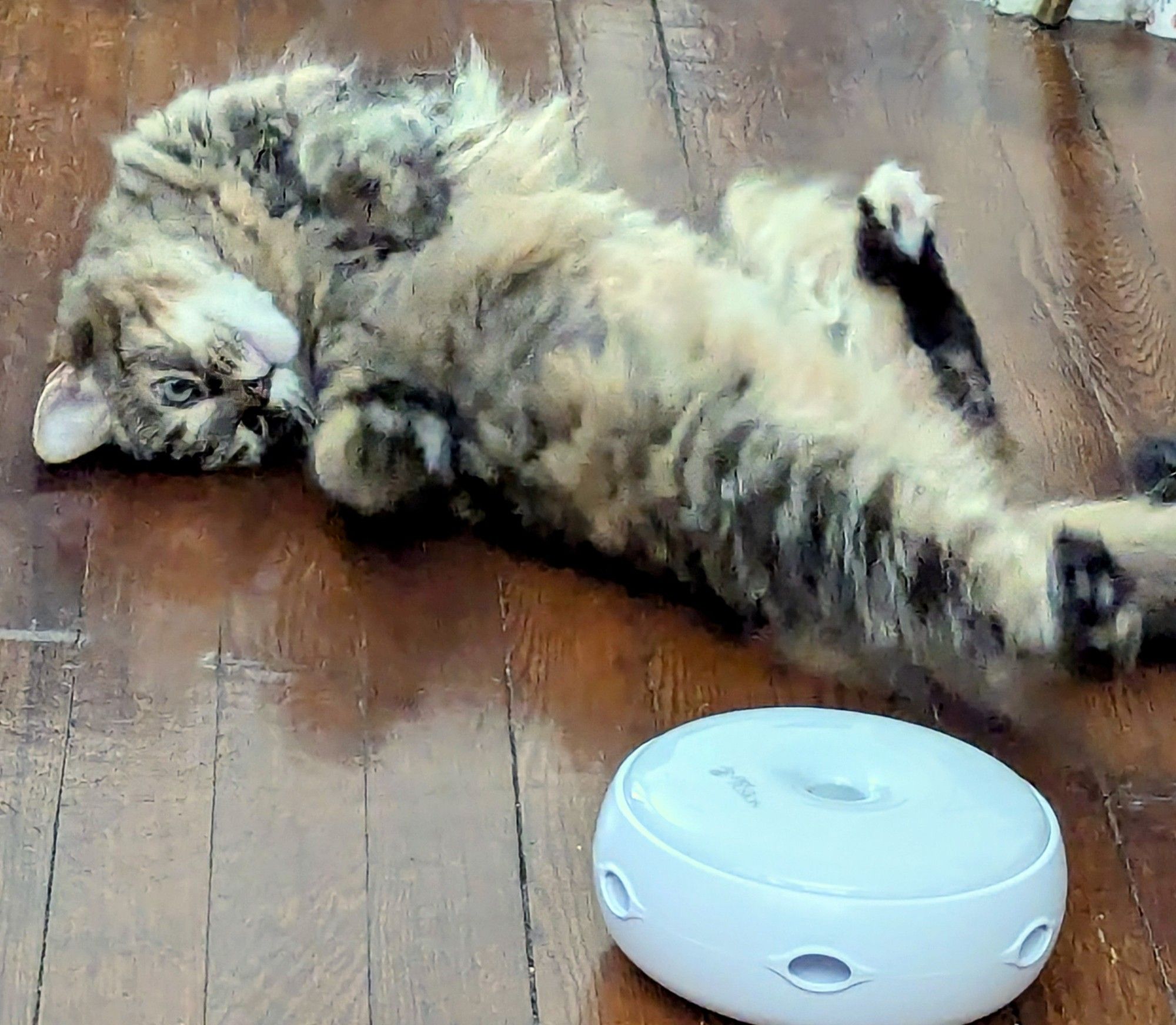 Same cat writhing on the floor on her back now that the toy has automatically shut off, staring at it, probably willing it to turn on again