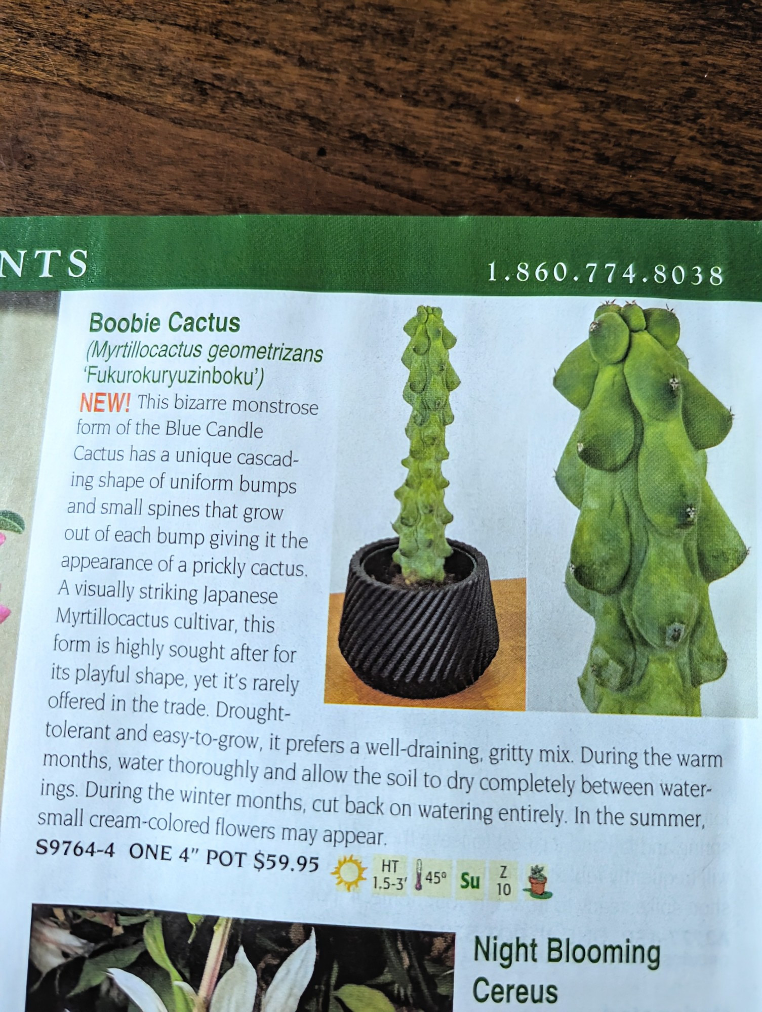 The catalog entry for the Boobie Cactus, which can be read at the Logees link. The boobie cactus looks like a one foot tall obelisk surrounded on all sides by green cactus boobs with nipple spikes