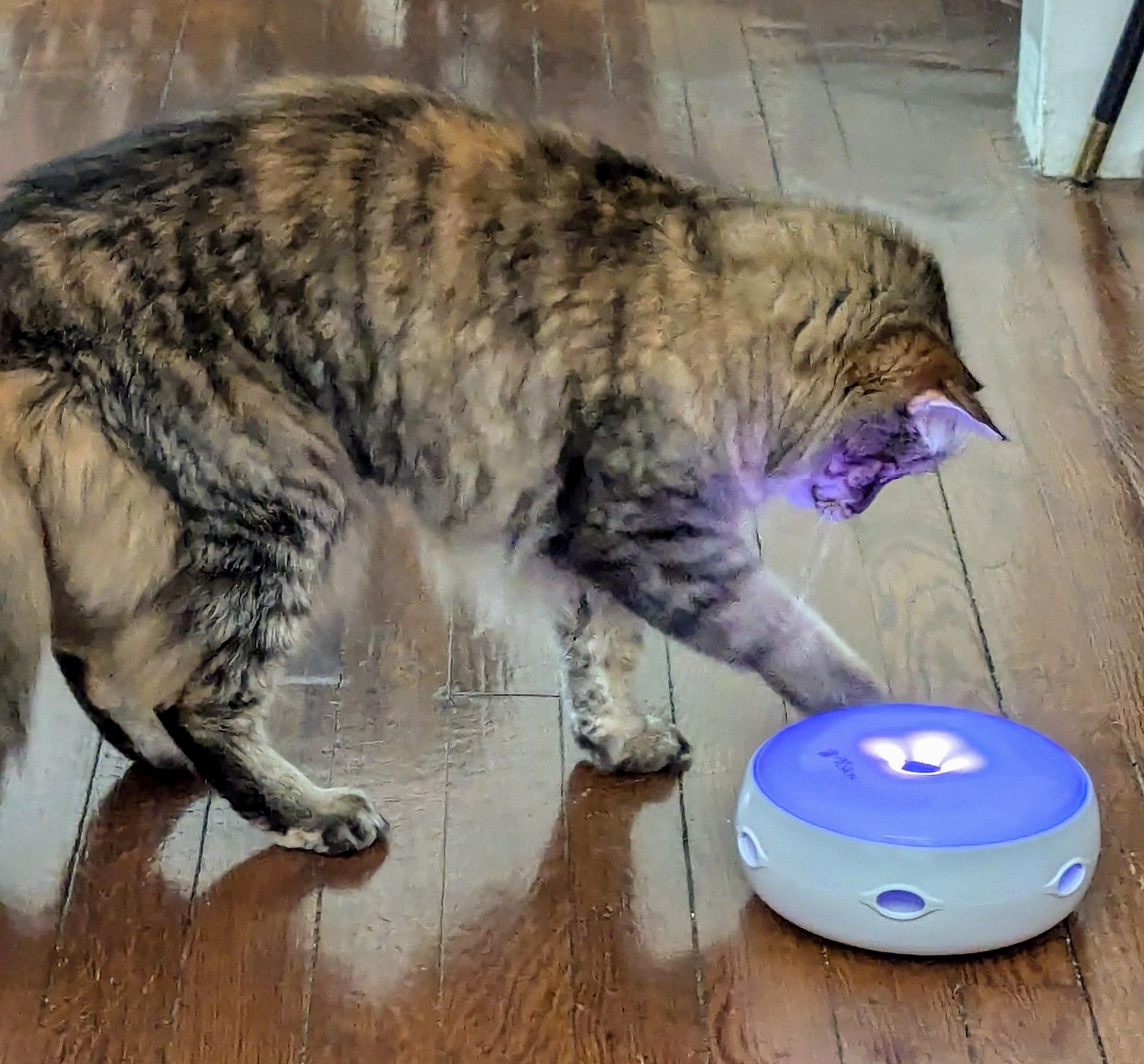 Same cat lit by the eerie purple glow of the toy when it is activated