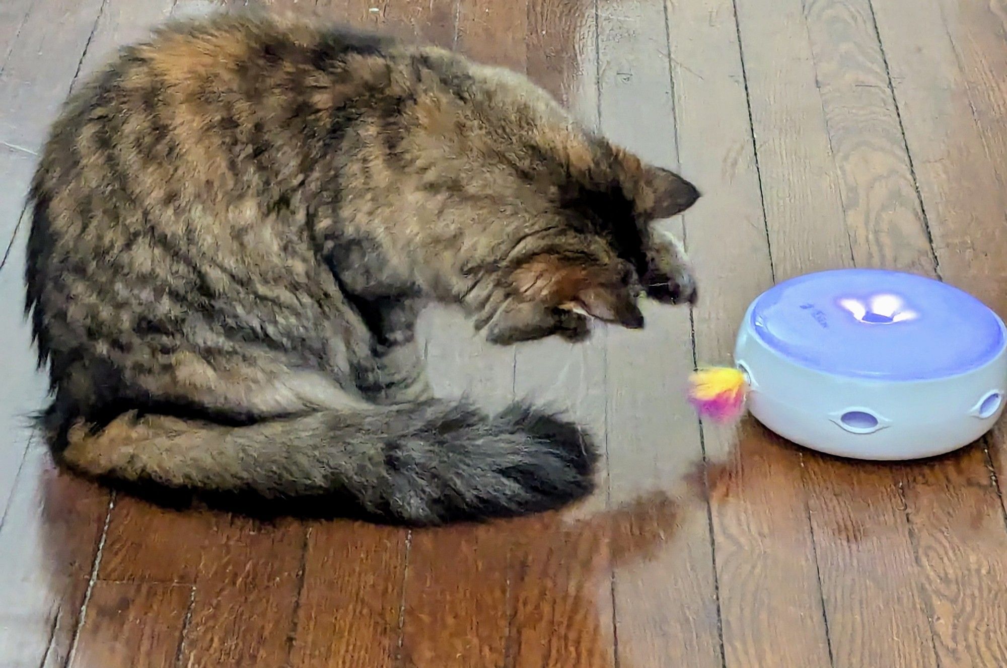 A torbie cat swatting at a feather sticking out of a circular robotic cat toy that spits out a feather at one of six holes radially